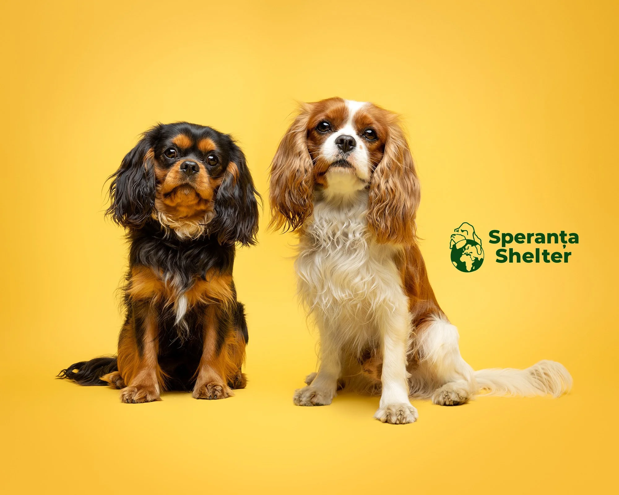 two cavalier king charles dogs on a bright yellow studio background at love my human townhouse in chelsea at an event to raise awareness for speranta shelter by london dog photographer amie barron