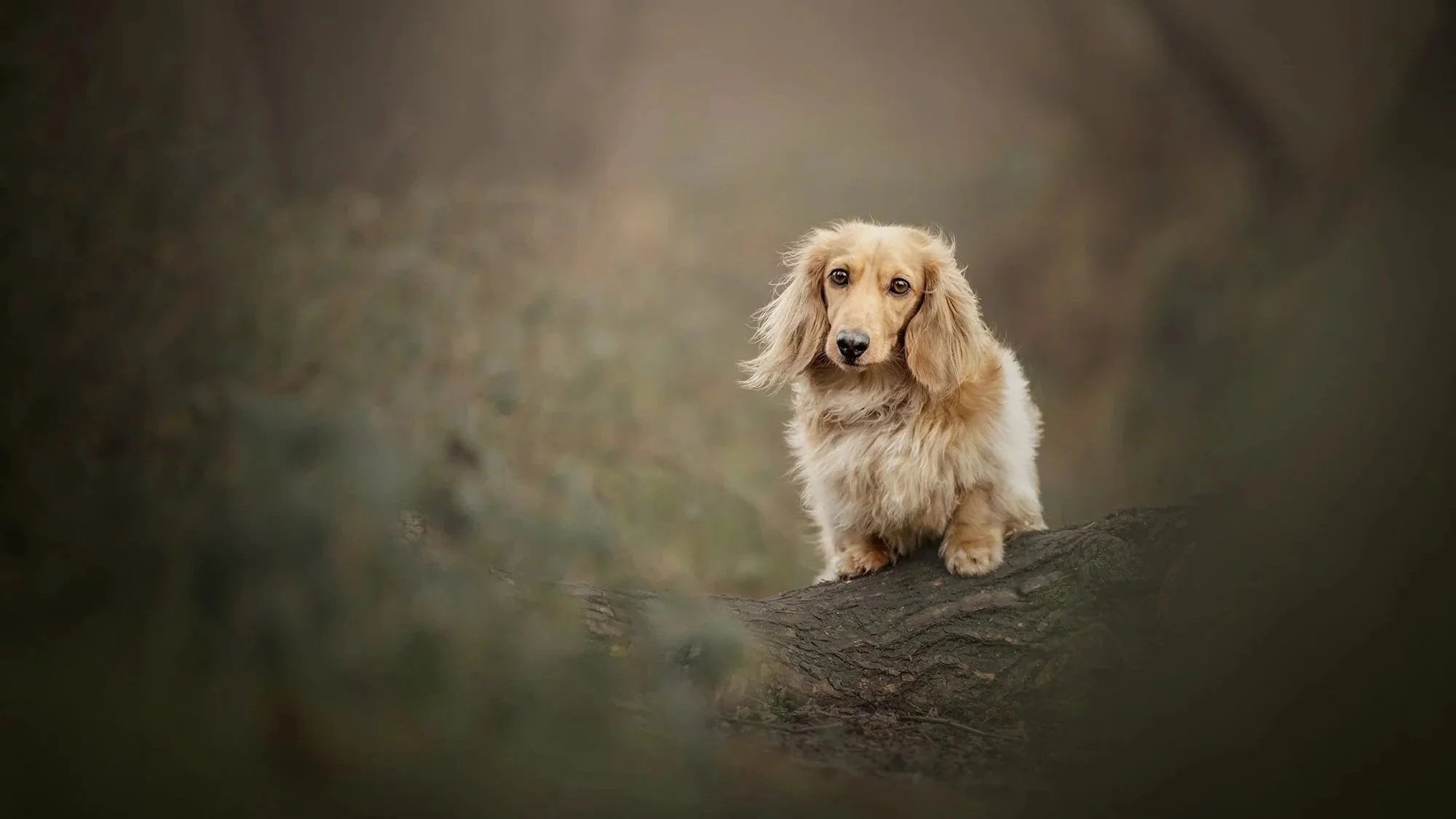 A cute tan and cream long-haired dachshund puppy with floppy ears, sitting on a tree branch outdoors with a blurred natural background in weald county park taken by london dog photograher amie barron