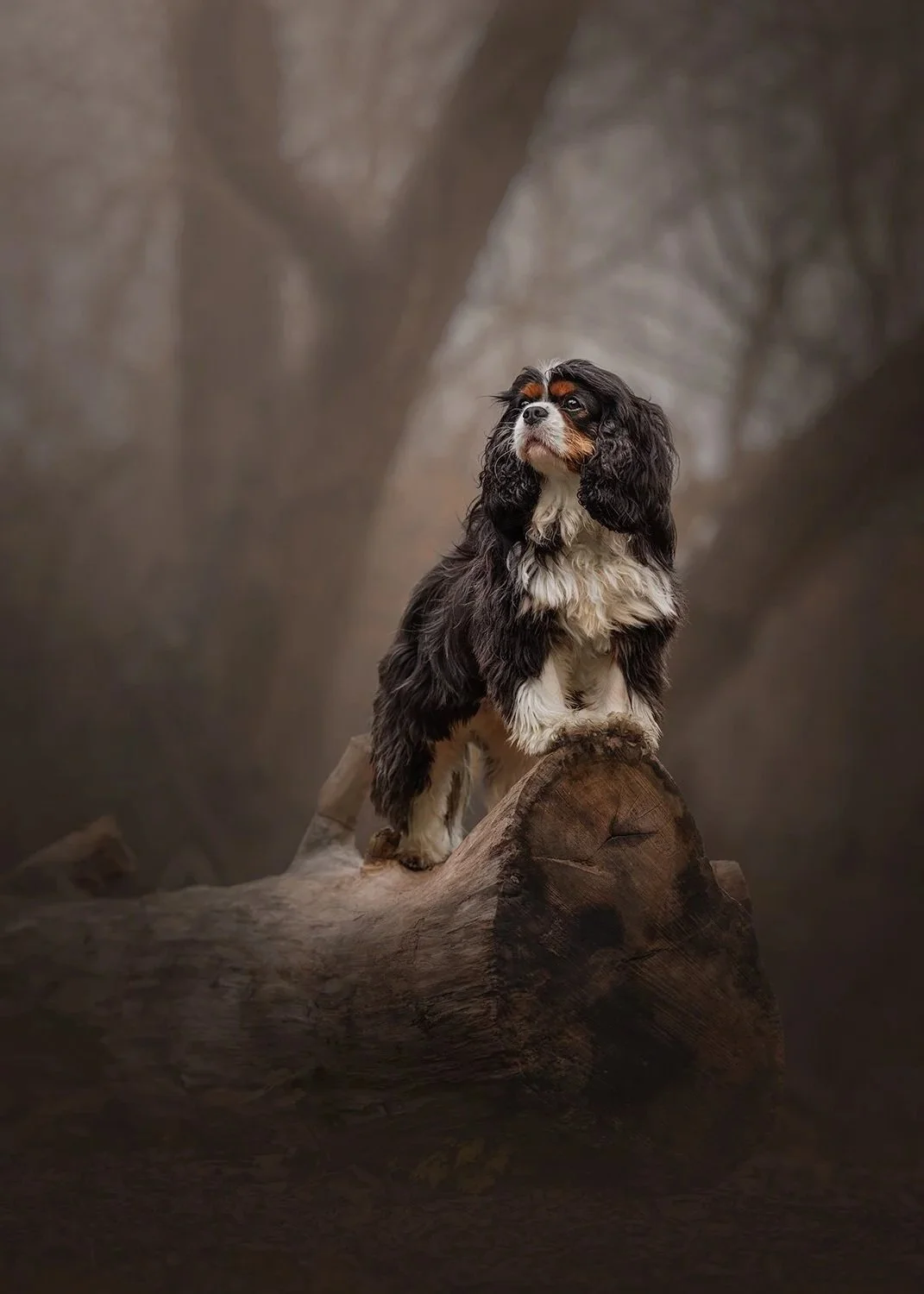 a king charles cavalier dog posing on a log in wimbledon common on a winter walk