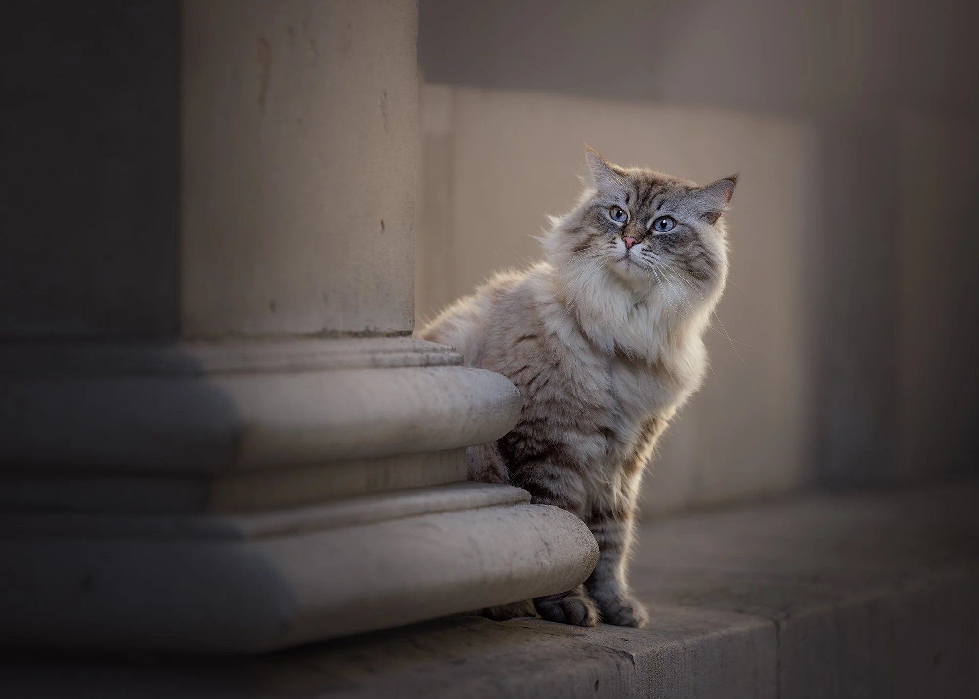 a grey and white striped siberian cat looking to the side on a minimalist monument in bank with london cat photographer amie barron