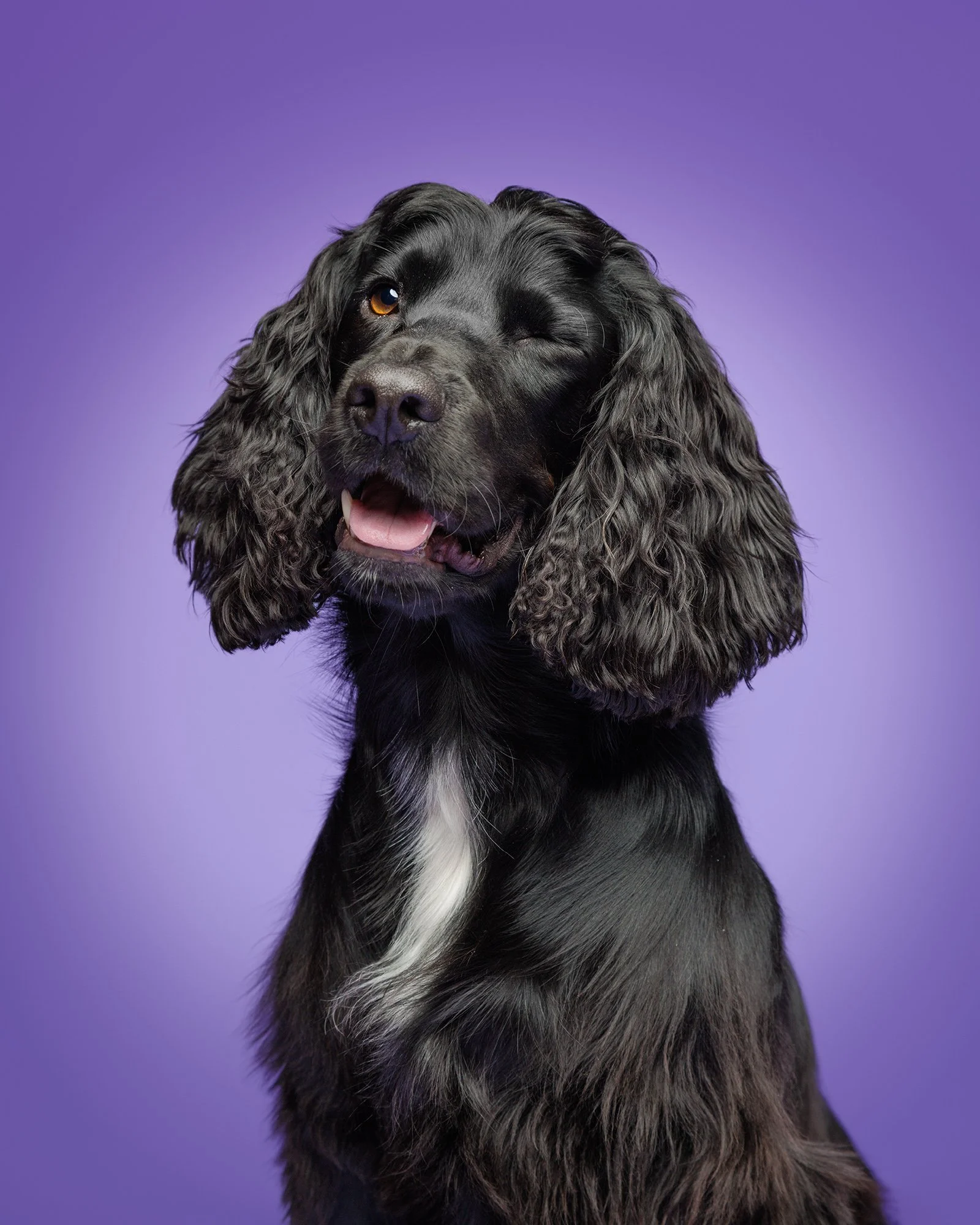 image of a winking cocker spaniel puppy on a purple studio background with london dog photographer amie barron