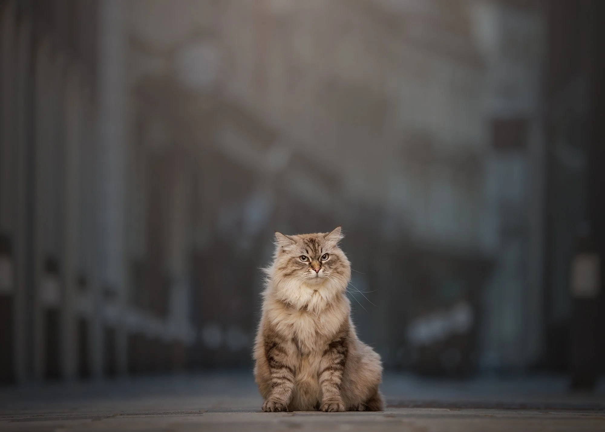 a grey streaked siberian cat on a victorian street in bank in central london