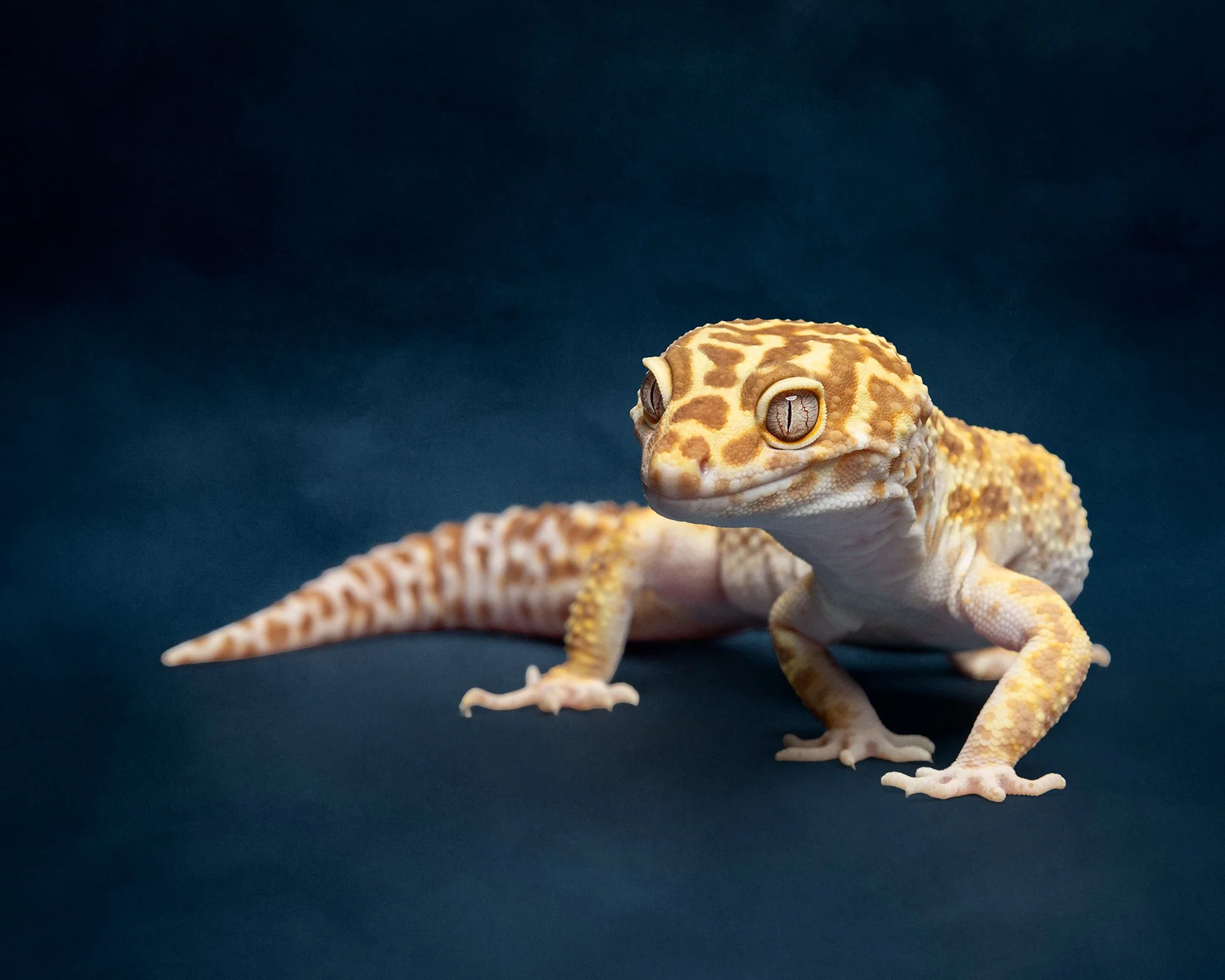 A close-up of a leopard gecko on a dark background, showing its body and eyes with yellow and orange markings. Taken by London dog photographer Amie Barron