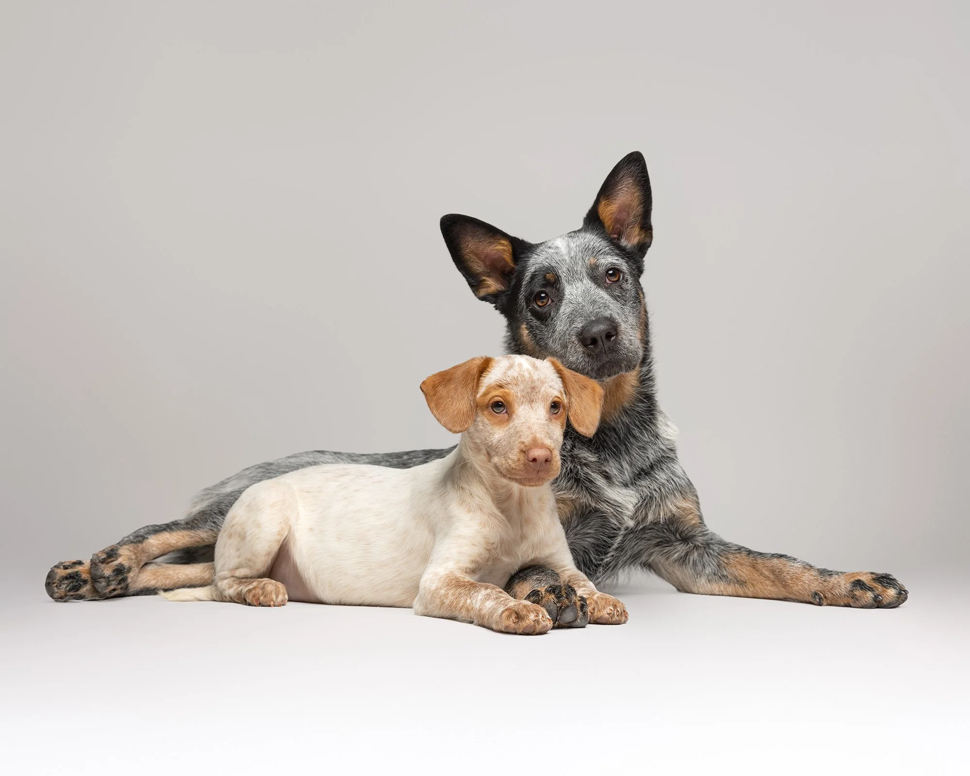 an australian cattle dog and spaniel cross puppy laying together with paws interlocked on a grey studio backdrop taken by london dog photographer amie barron