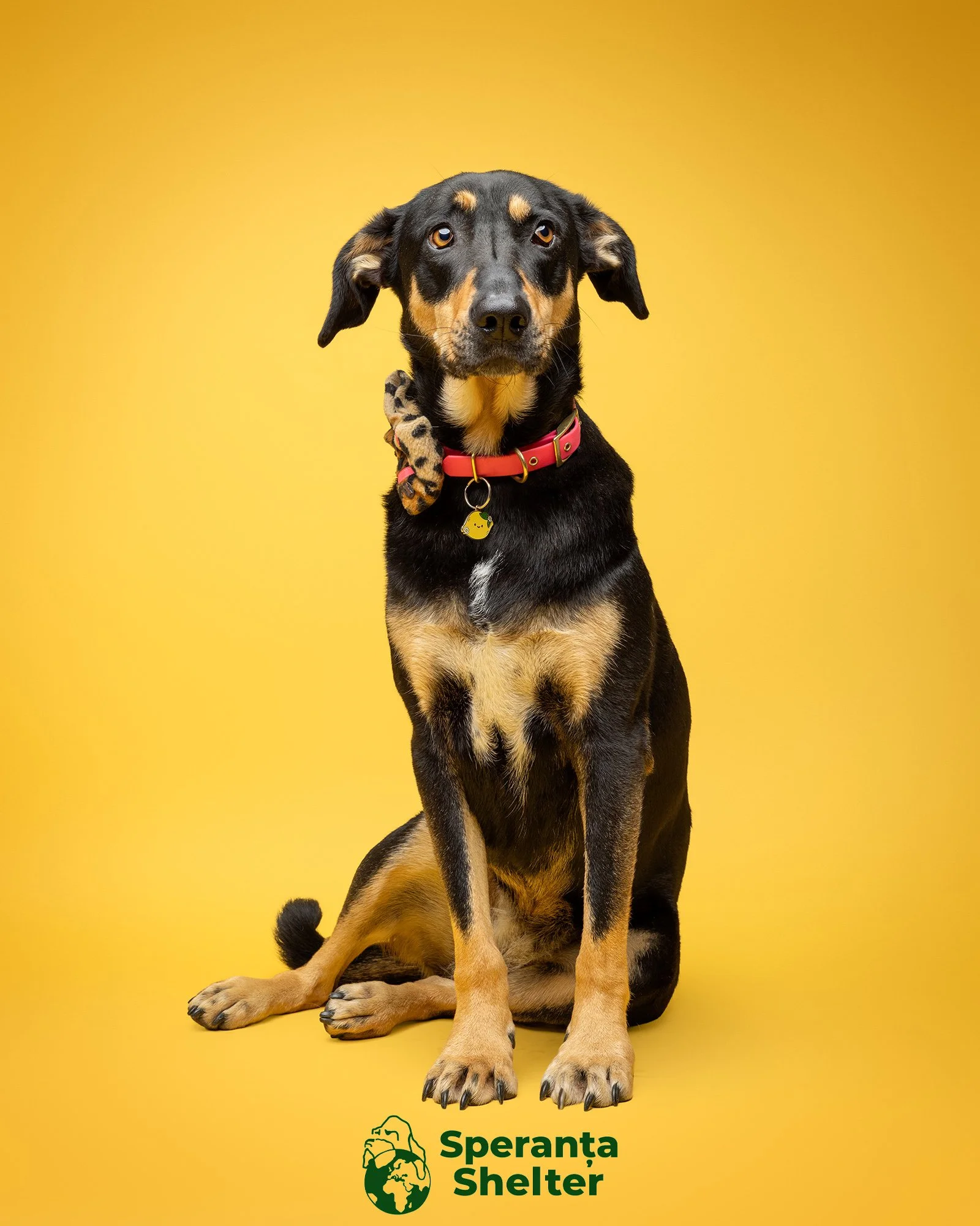 a  romanian rescue dog on a bright yellow studio background at love my human townhouse in chelsea at an event to raise awareness for speranta shelter by london dog photographer amie barron