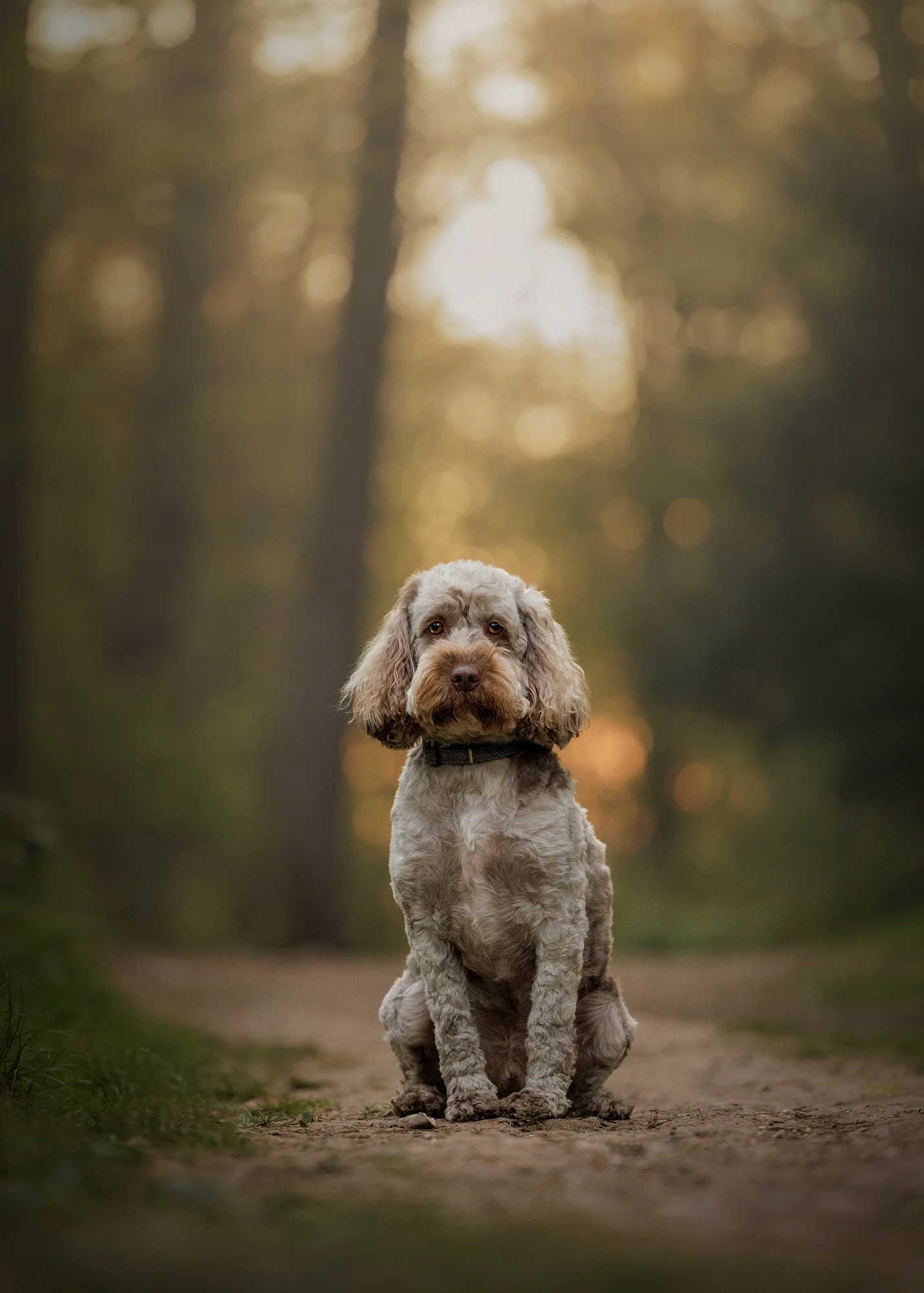 a grey and brown cockerpoo sitting on a path in gorgeous golden sunrise light in selsdon nature reserve on a dog photoshoot with London dog photographer Amie Barron