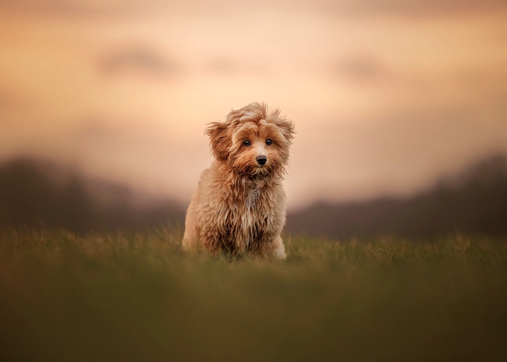 a maltipoo puppy sitting in the grass under a gorgeous sunrise in wimbledon common, london