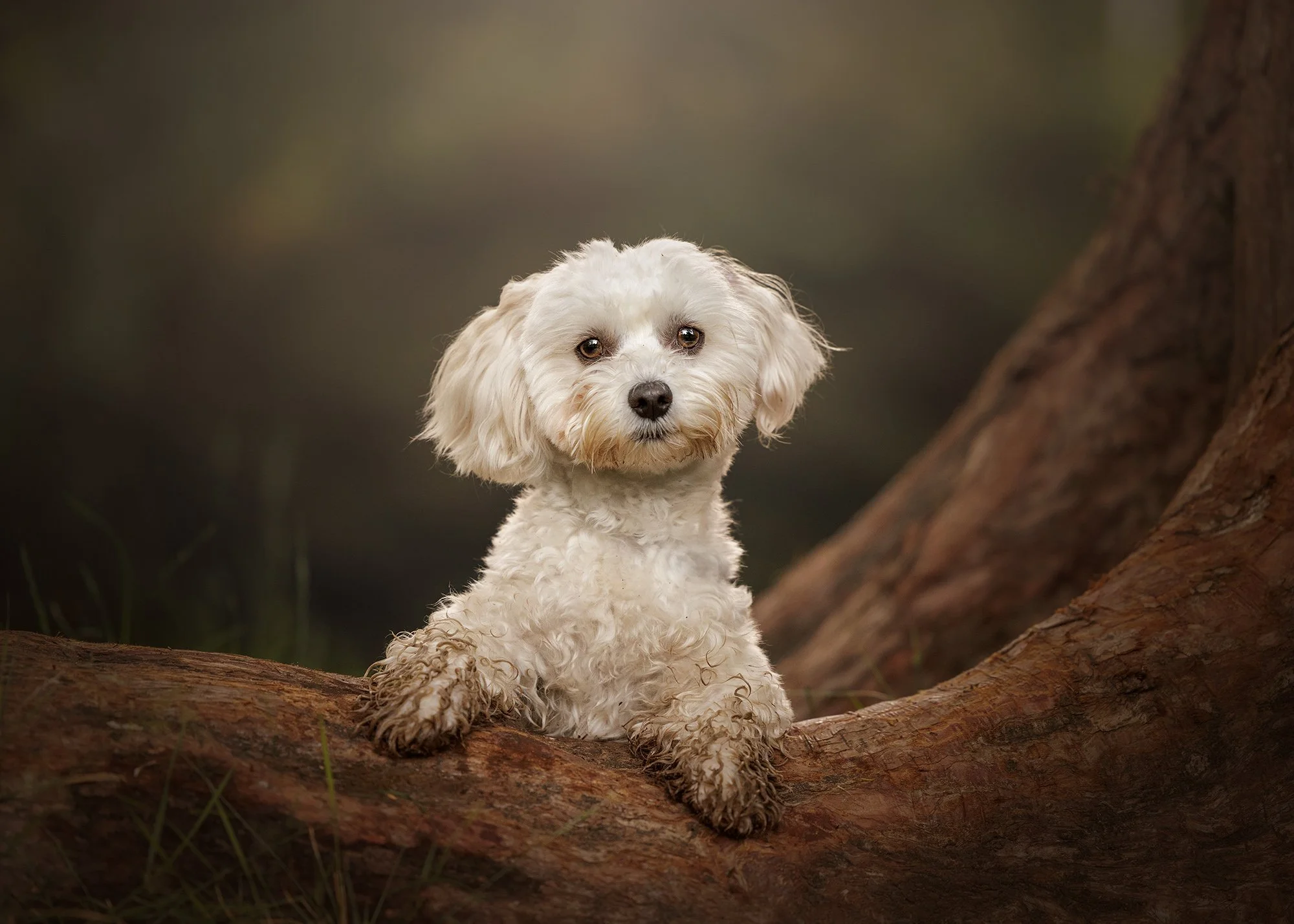 A small white curly-haired dog sitting on a fallen tree trunk in a forest setting, with a blurred background of trees and greenery taken by London dog photographer Amie Barron