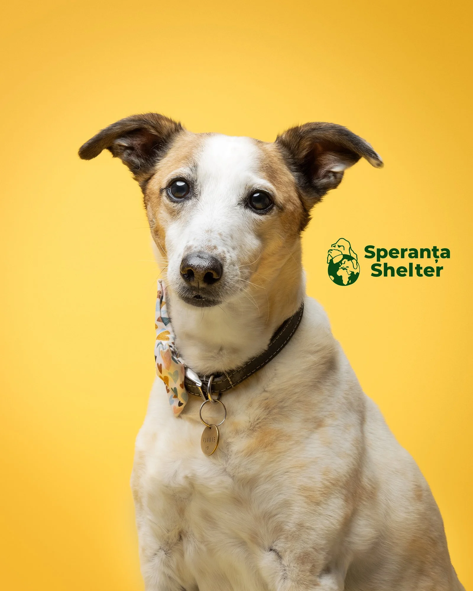 a rescue dog on a bright yellow studio background at love my human townhouse in chelsea at an event to raise awareness for speranta shelter by london dog photographer amie barron