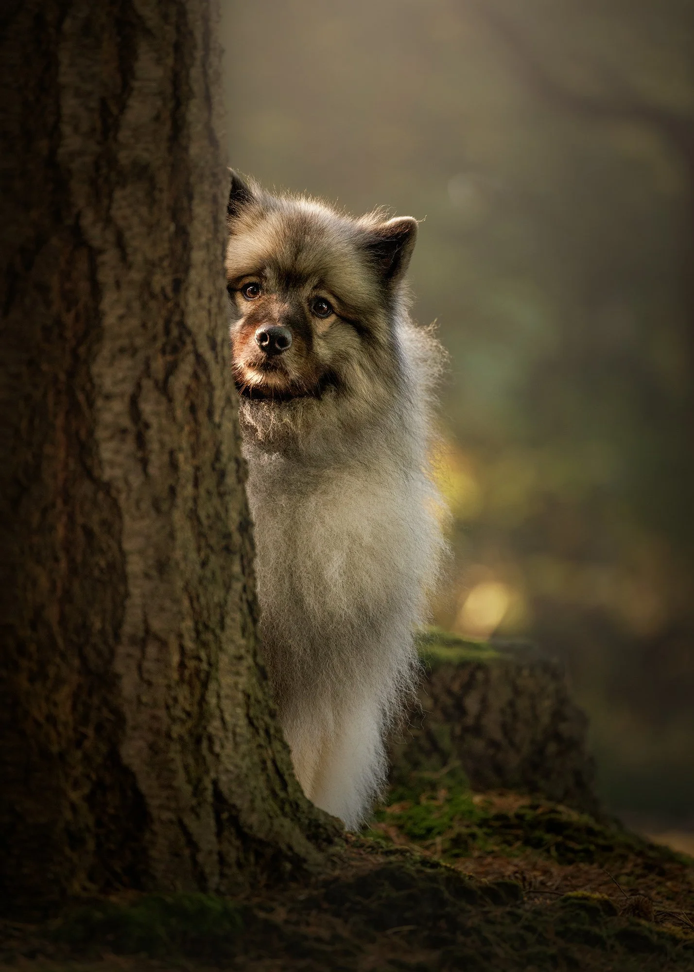 a keeshond peering around a tree in the woods of esher common taken by london dog photographer amie barron