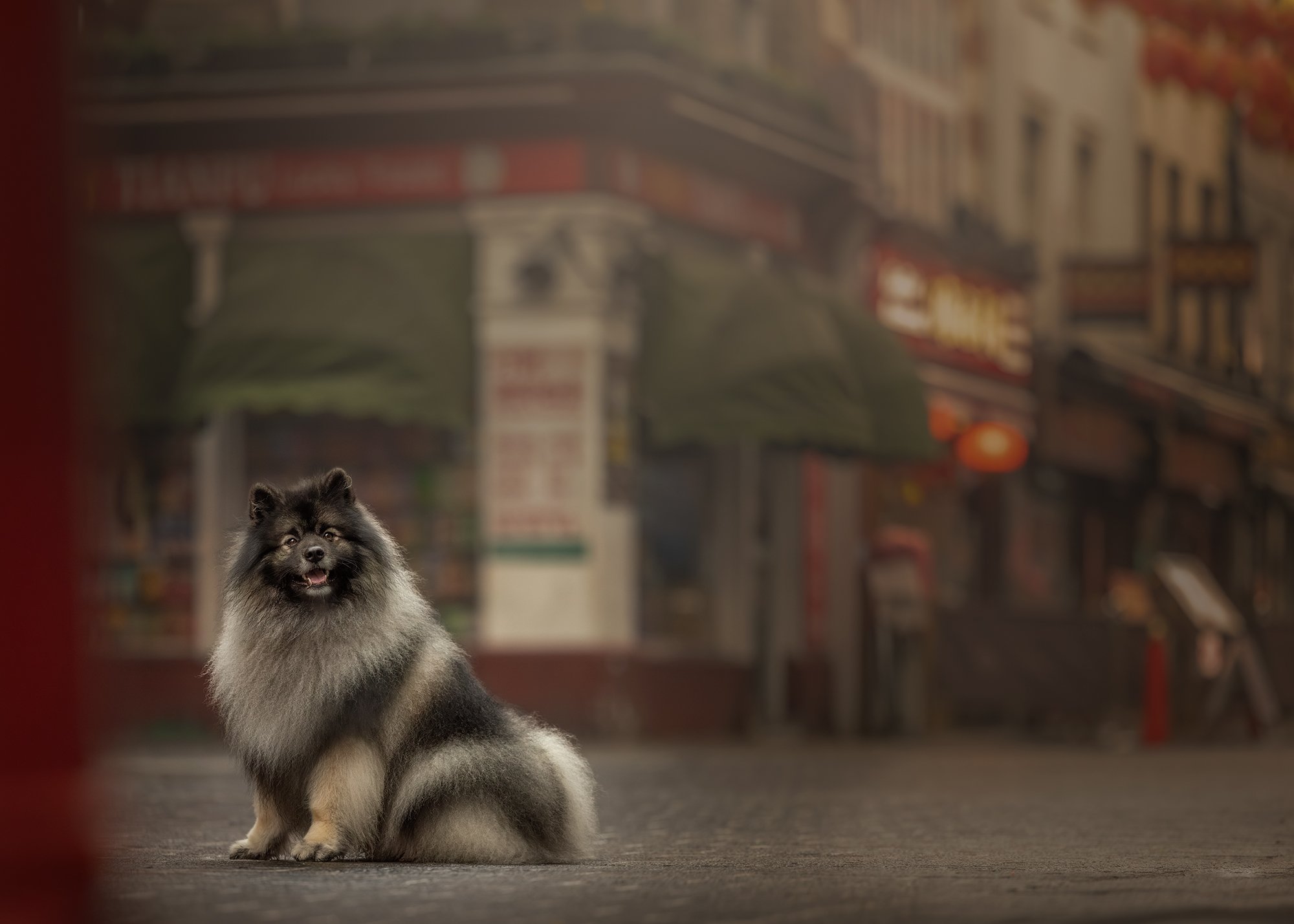 a keeshond posing in china town in london with a moody cinematic edit taken by london dog photographer amie barron