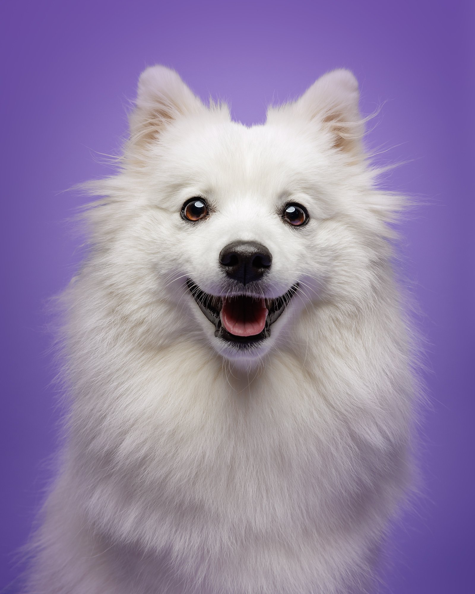 Close-up of a happy white fluffy dog with open mouth and pink tongue against a purple background taken by london pet photographer amie barron