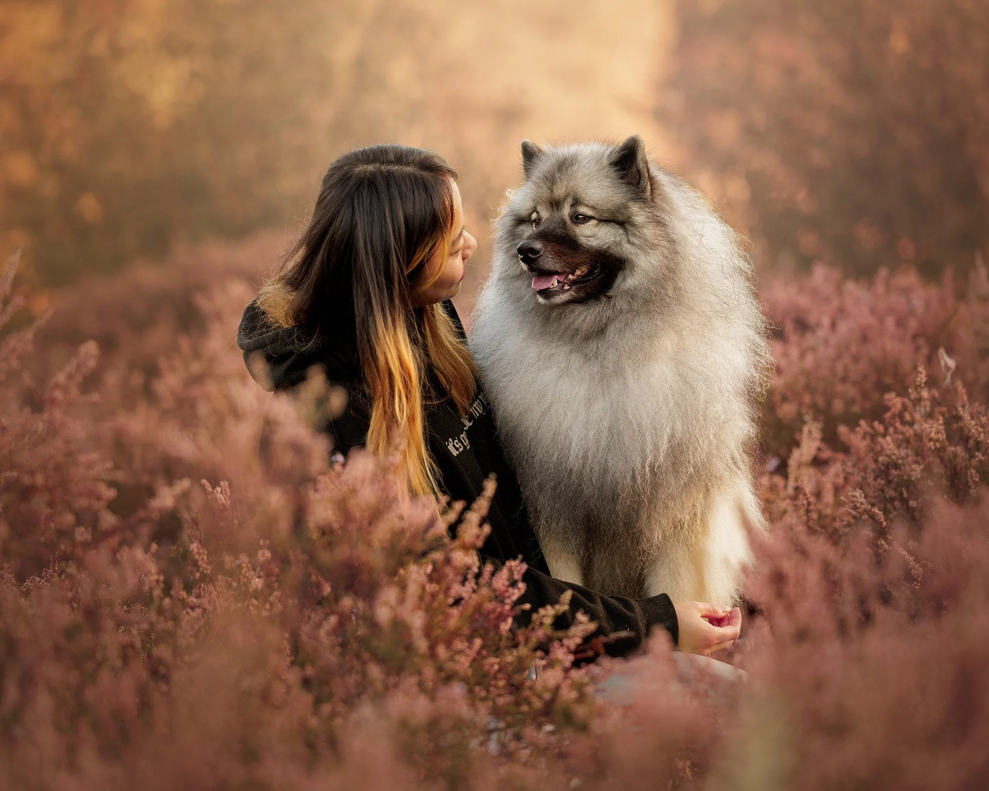 Abby and Mushroom sitting in heather at sunrise in esher common taken by london dog photographer amie barron