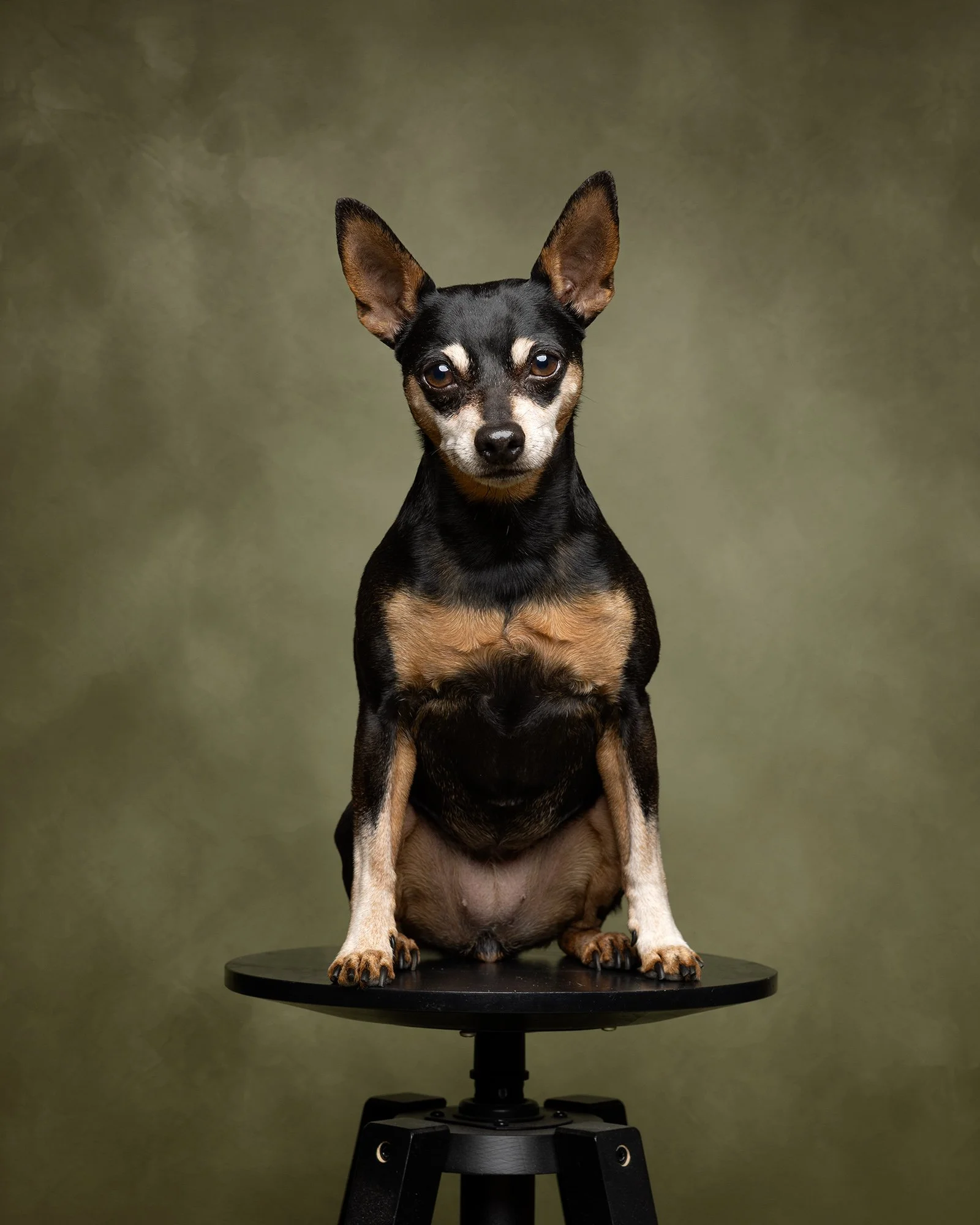 A small black and tan miniature pinscher sitting on a black stool against a green background taken by london dog photograher amie barron