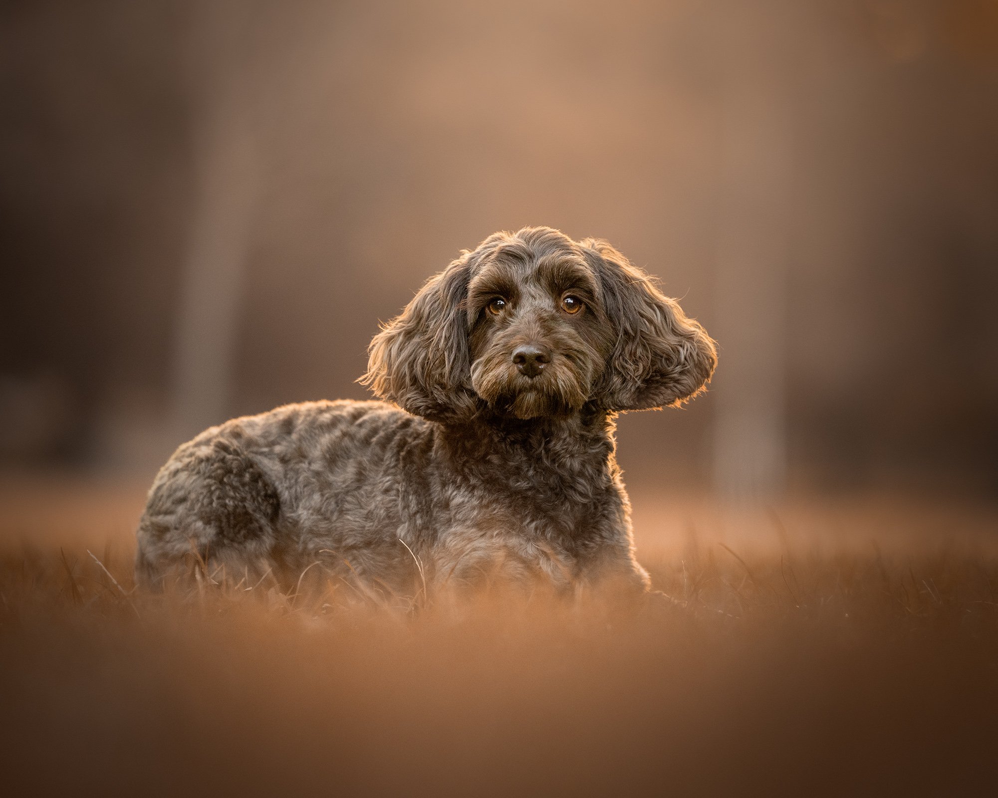 image of a brown cockerpoo laying on the ground in golden backlight taken in victoria park in london by dog photographer amie barron
