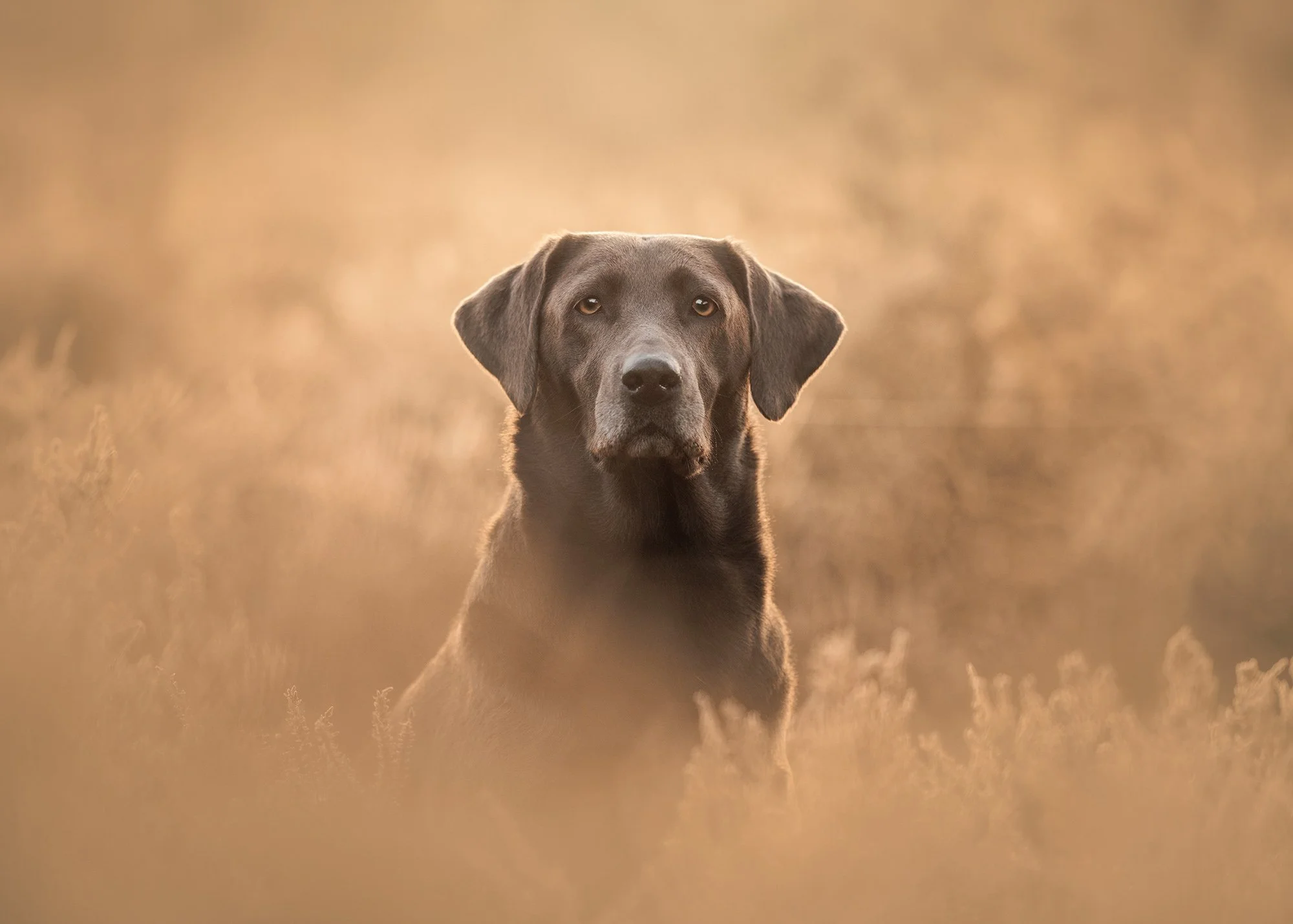 a silver labrador sitting in heather surrounded by golden hour light on a pet photography session with london dog photographer amie barron