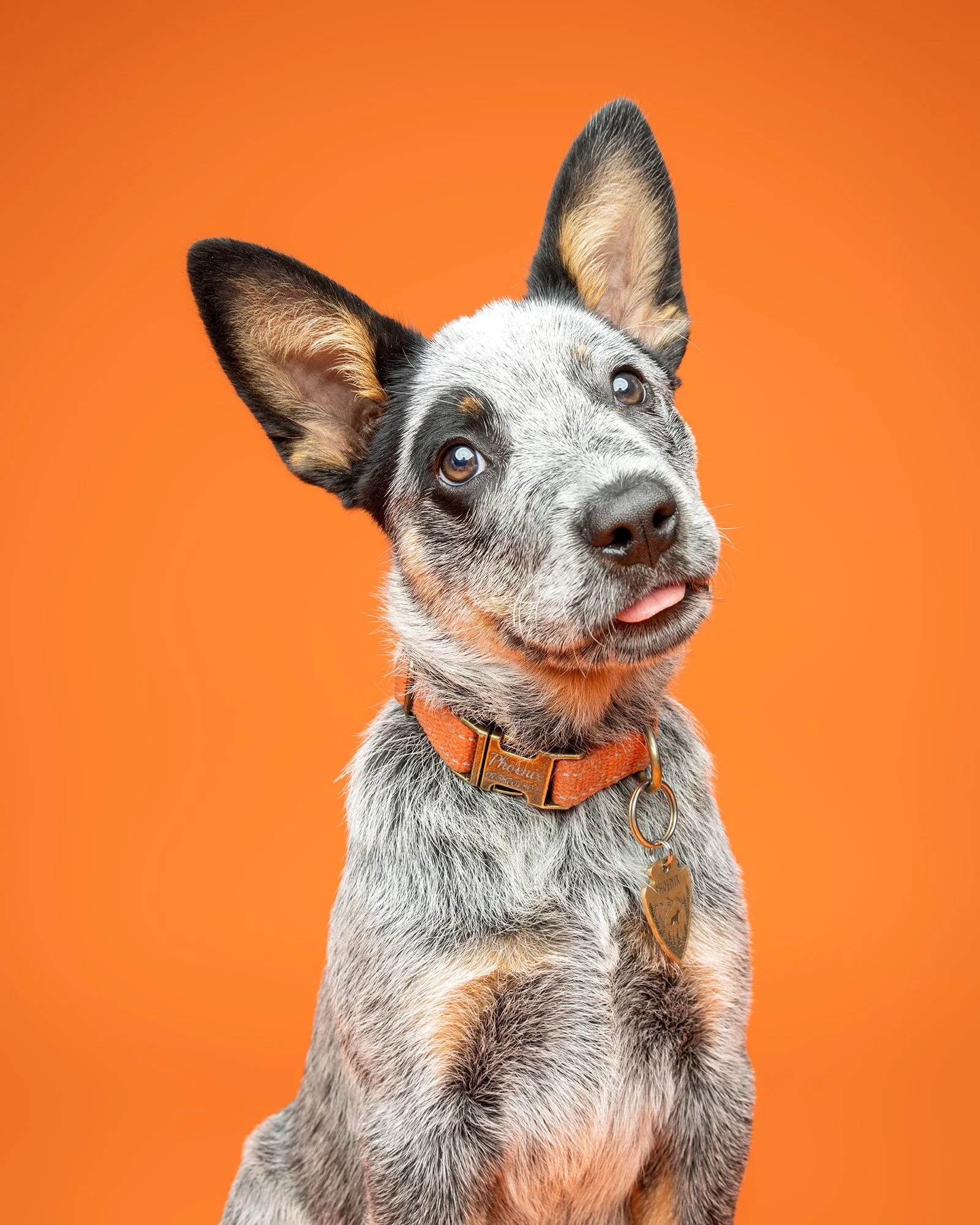 Australian cattle dog puppy on a bright orange studio background taken by london dog photographer amie barron