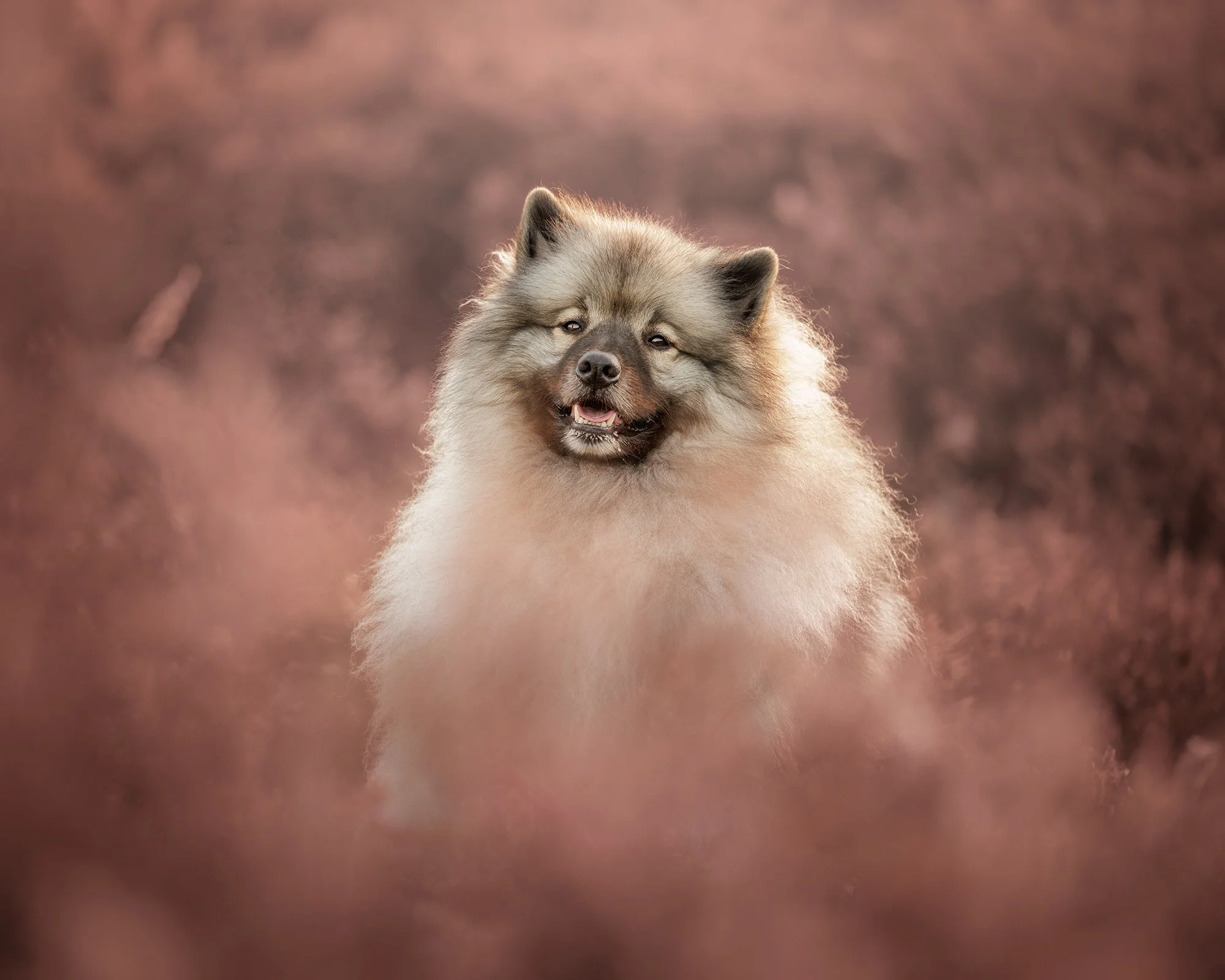 a keeshond sitting in heather in esher common taken by london dog photographer amie barron