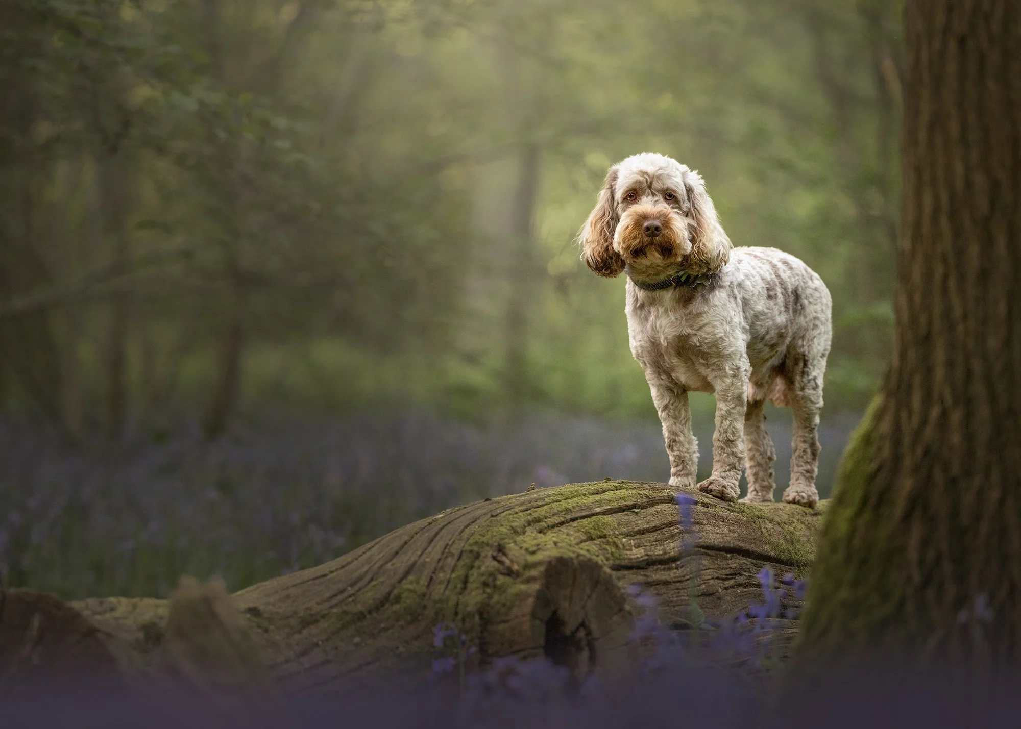 a grey and brown cockerpoo dog standing on a log surrounded by bluebells in selsdon nature reserve on his pet photoshoot with london dog photographer amie barron