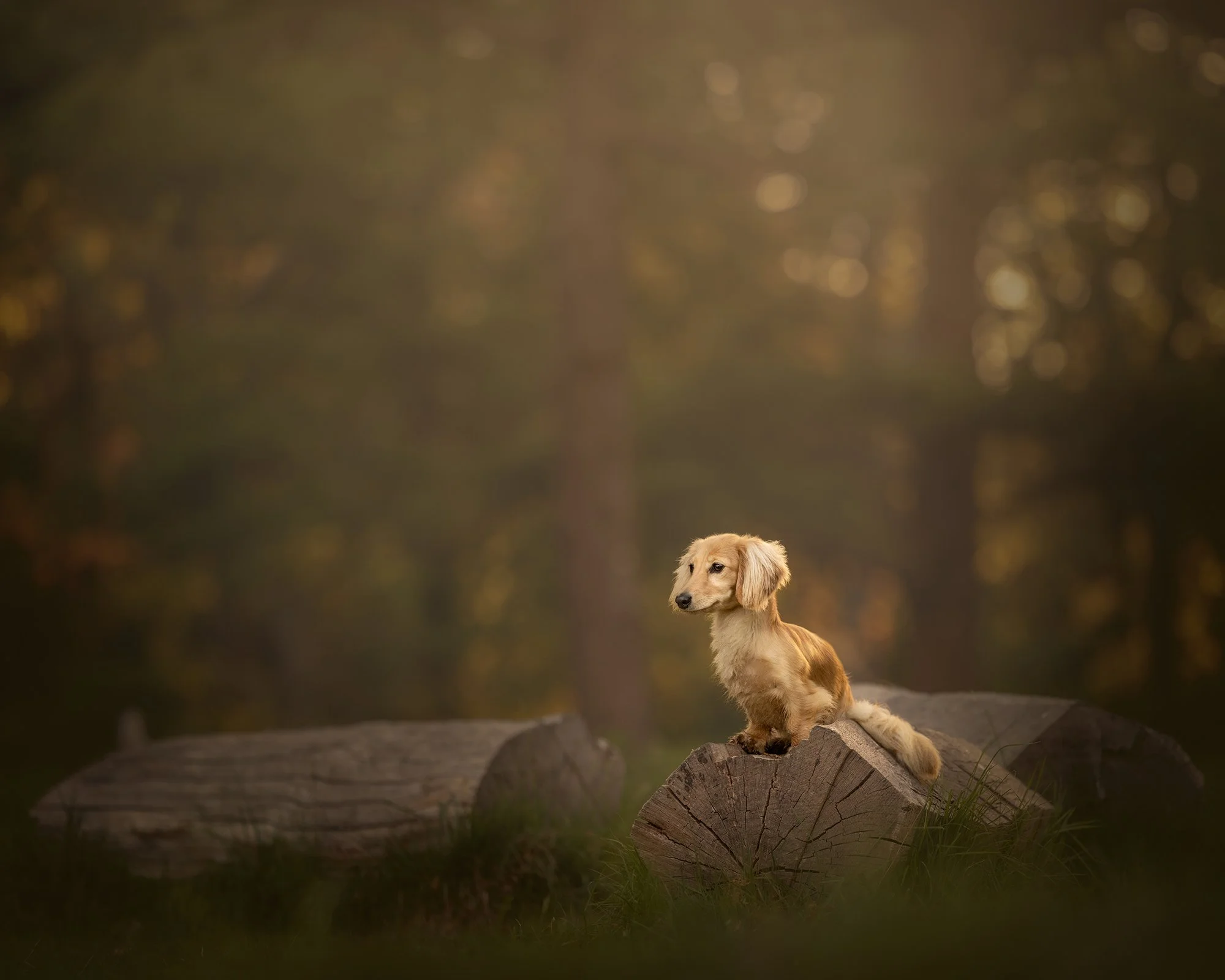 a dachshund sitting on a log at golden hour in richmond park london