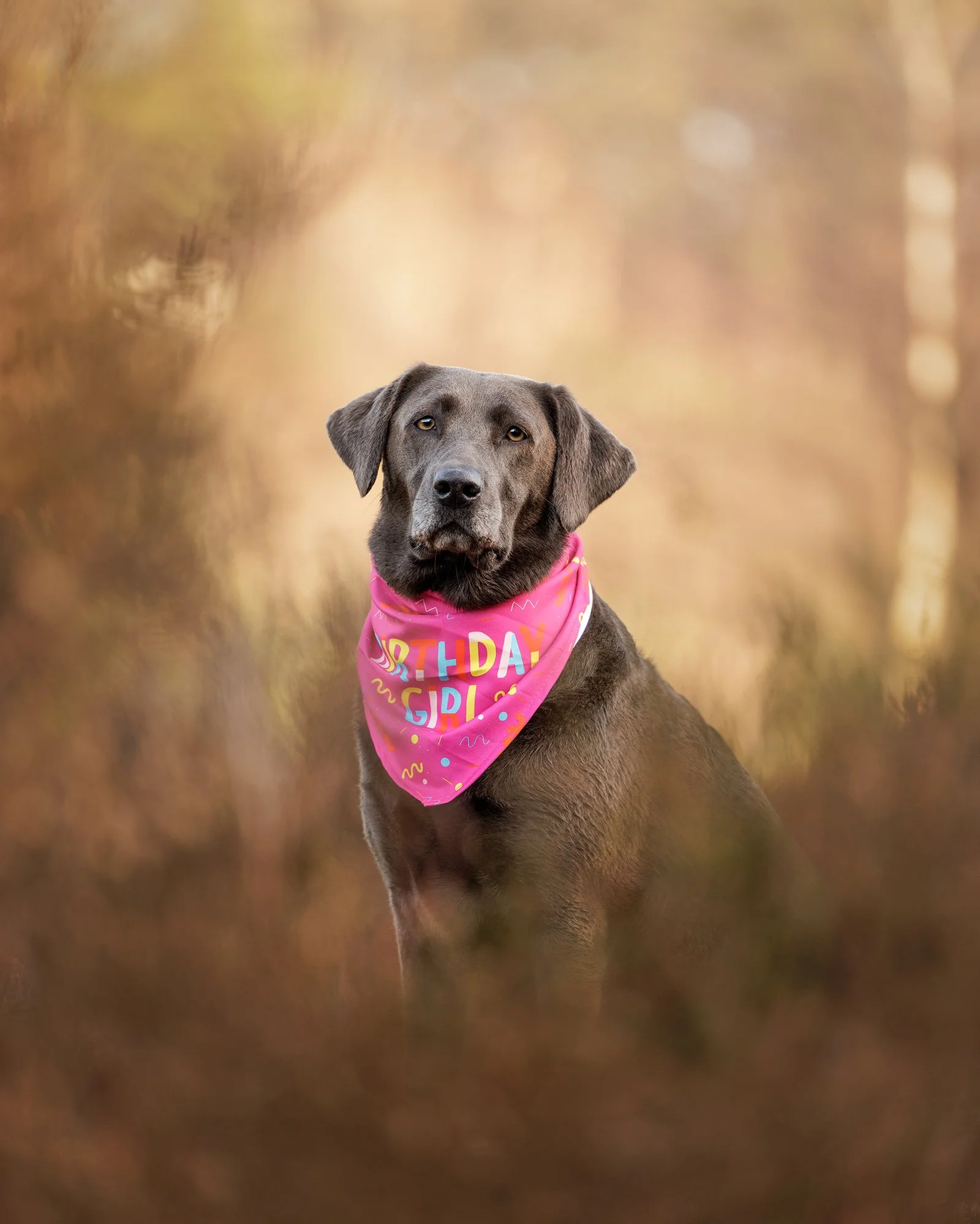 a silver labrador wearing a pink birthday bandana in a heather field in esher common