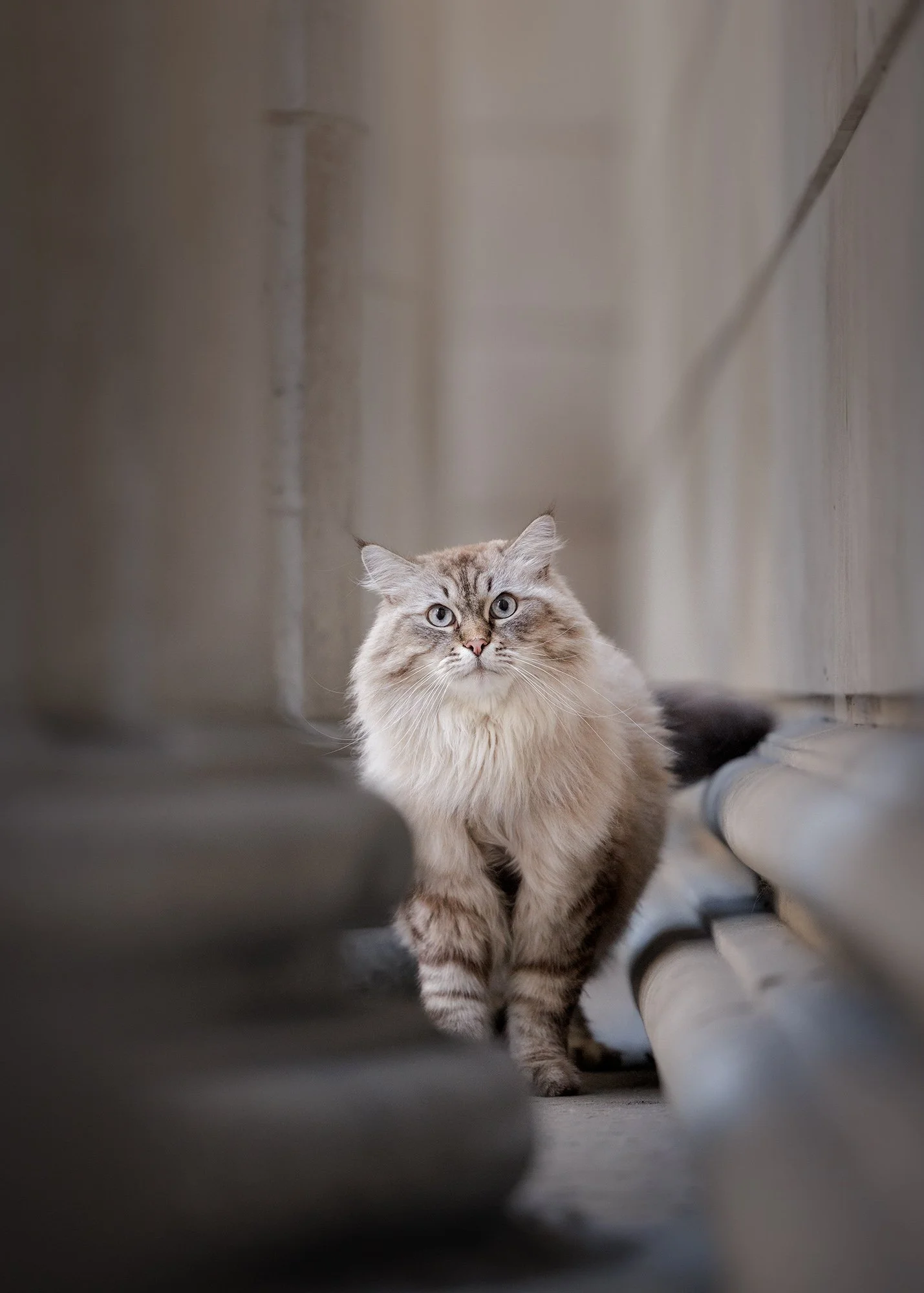 a brown and white tabby cat looking curiously at the camera between pillars in the financial district in london on a cat photography session