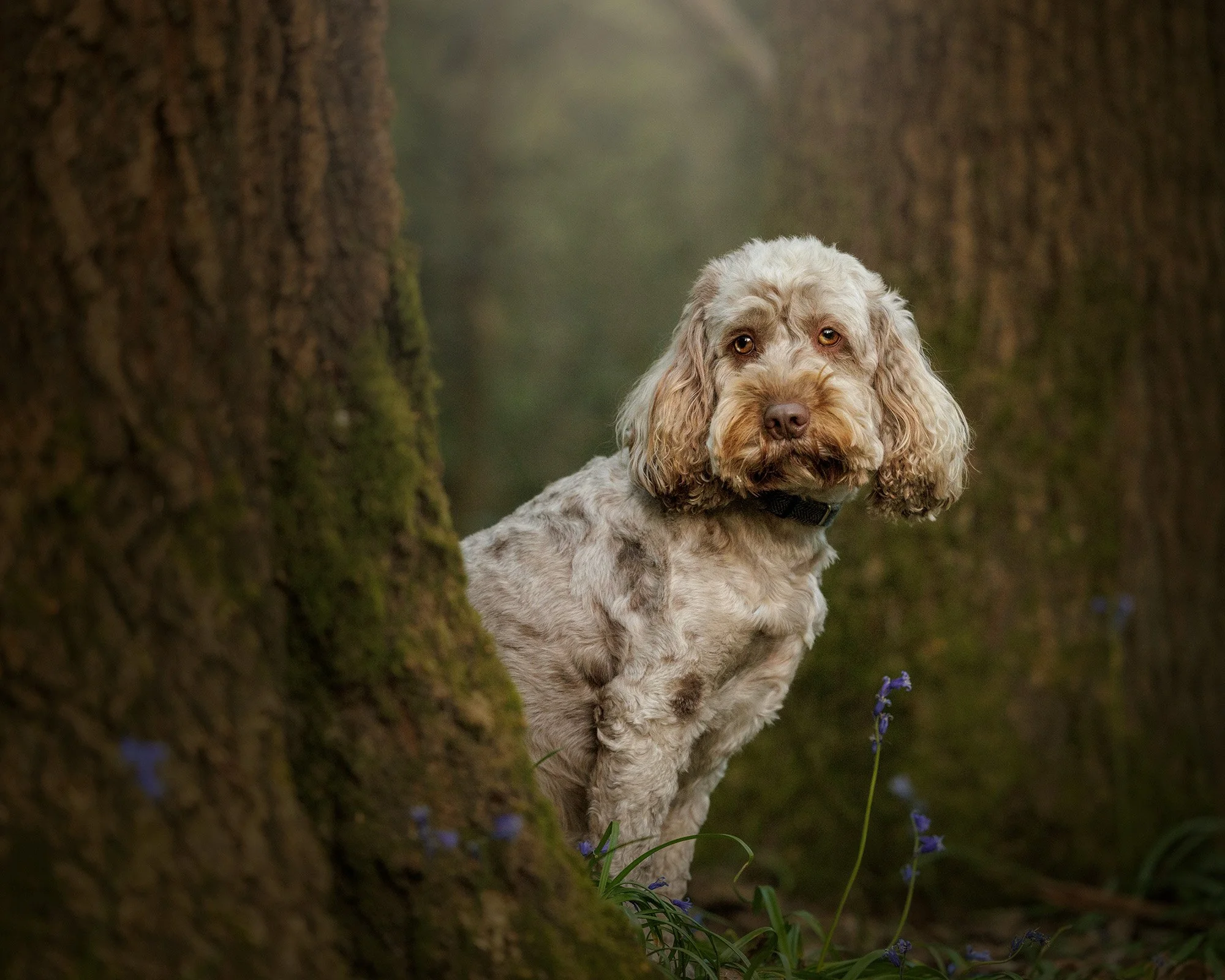 A grey and brown cockerpoo dog peeking around a tree in selsdon nature reserve on his dog photography session with london dog photographer amie barron