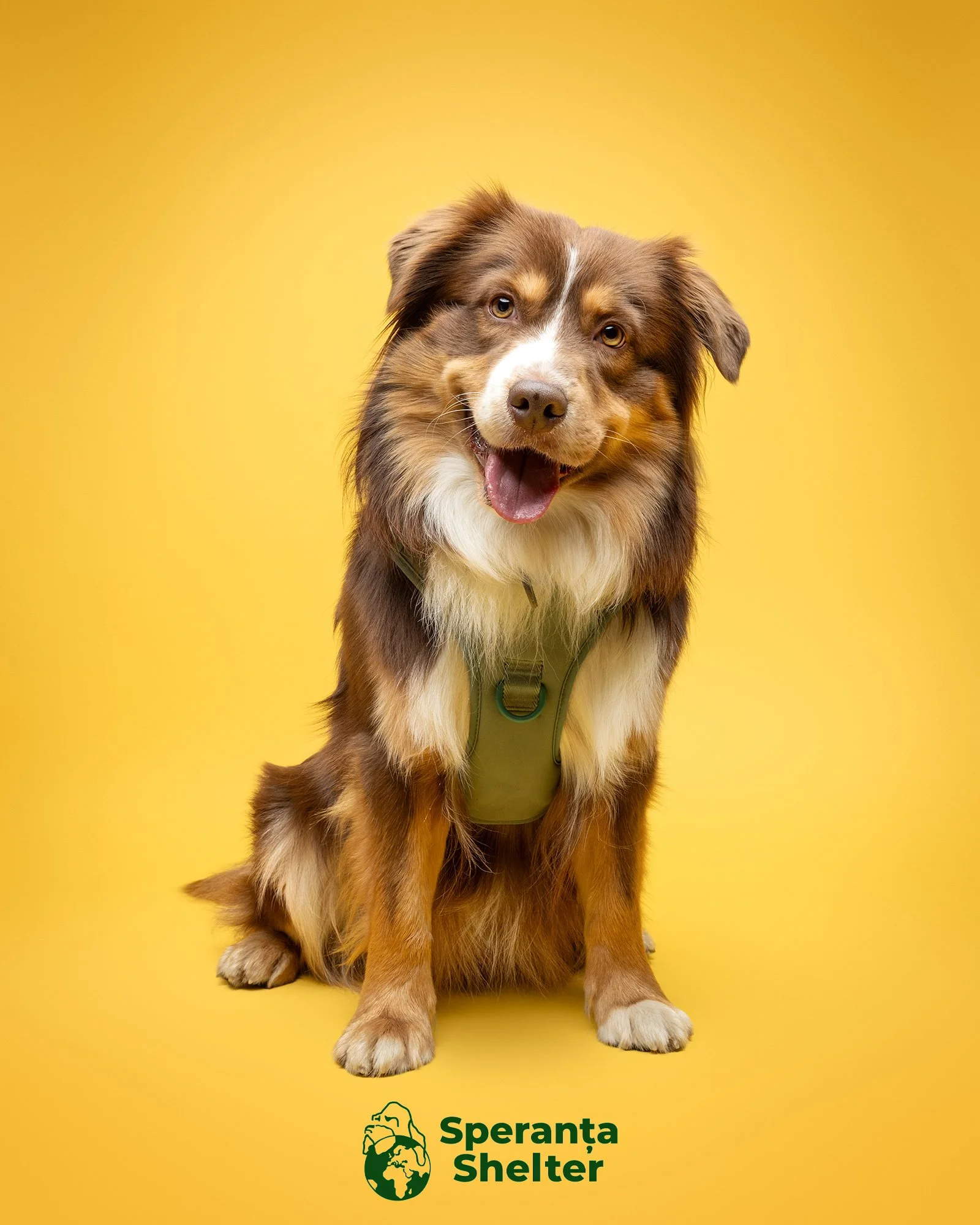 an australian shepherd dog on a bright yellow studio background at love my human townhouse in chelsea at an event to raise awareness for speranta shelter by london dog photographer amie barron