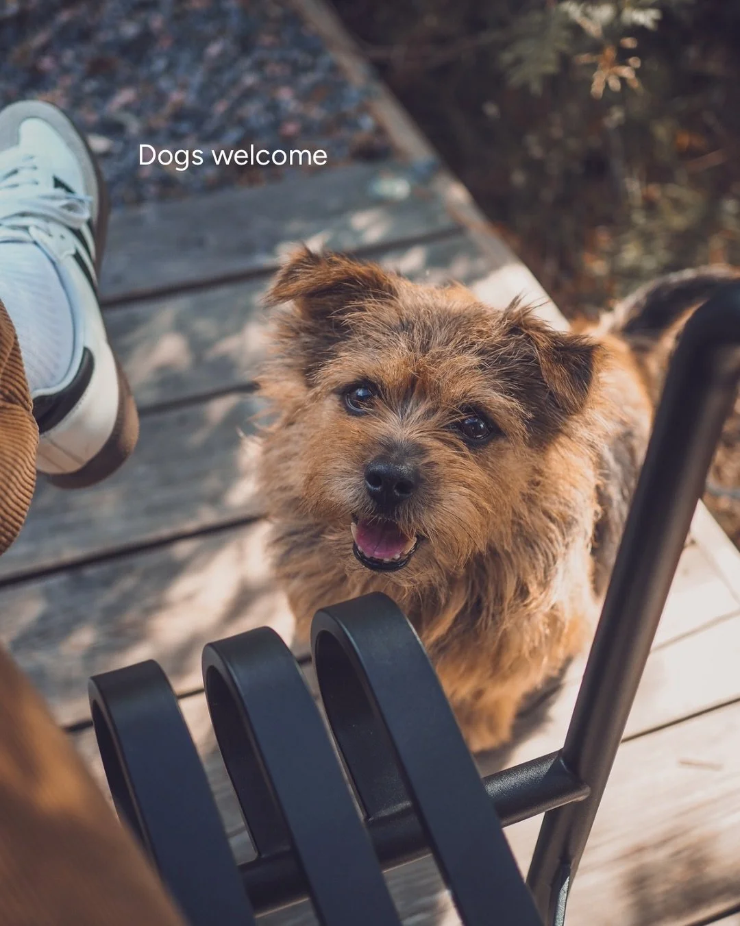 Your +1 is welcome here too.

Hideaway North is our pet-friendly cabin, tucked away in its own quiet corner of the forest. Long walks straight from the doorstep, slow mornings inside and plenty of new smells to investigate.

Because a little escape t