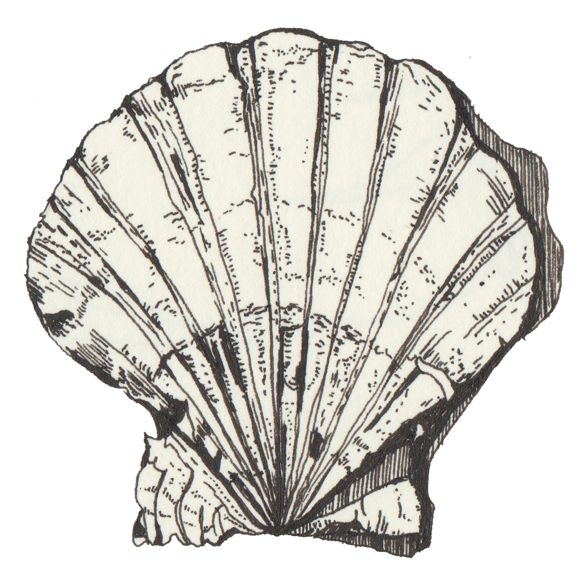 A black and white ink drawing of a seashell, showing detailed lines and textures.