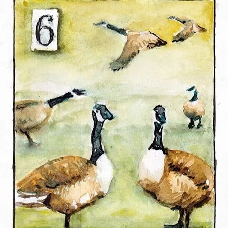 Geese - Laying (5x7)