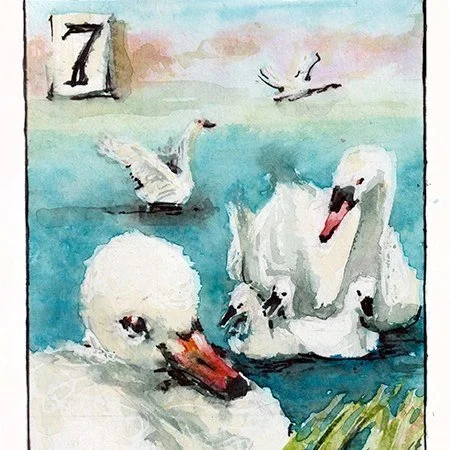 Swans - Swimming  (5x7)