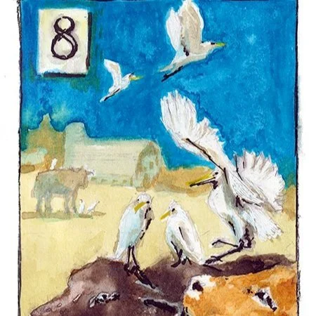 Cattle Egrets - Milking (5x7)