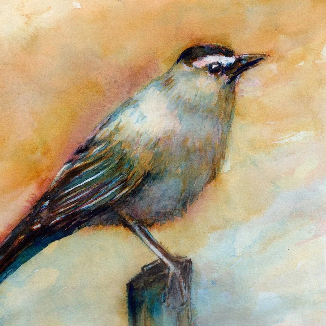 Catbird (9x12)