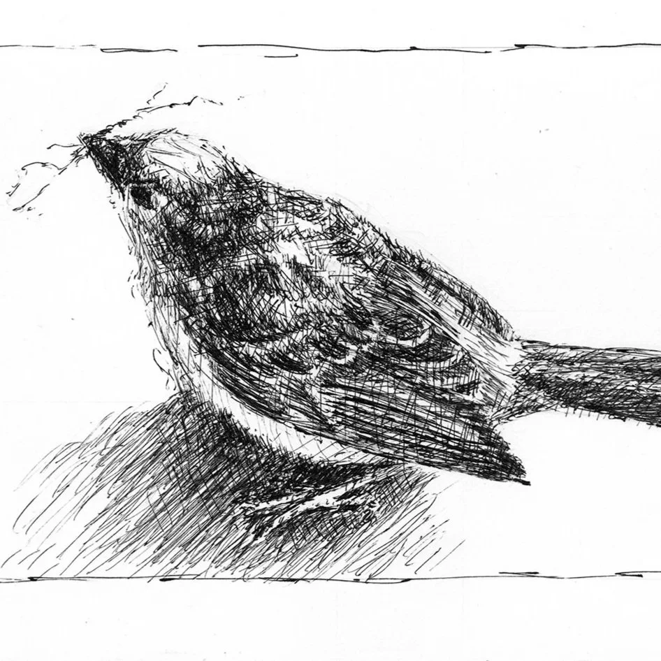 Sparrow (5x7)