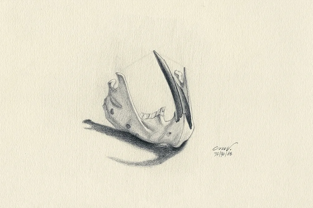 beaver mandible graphite pencil drawing
