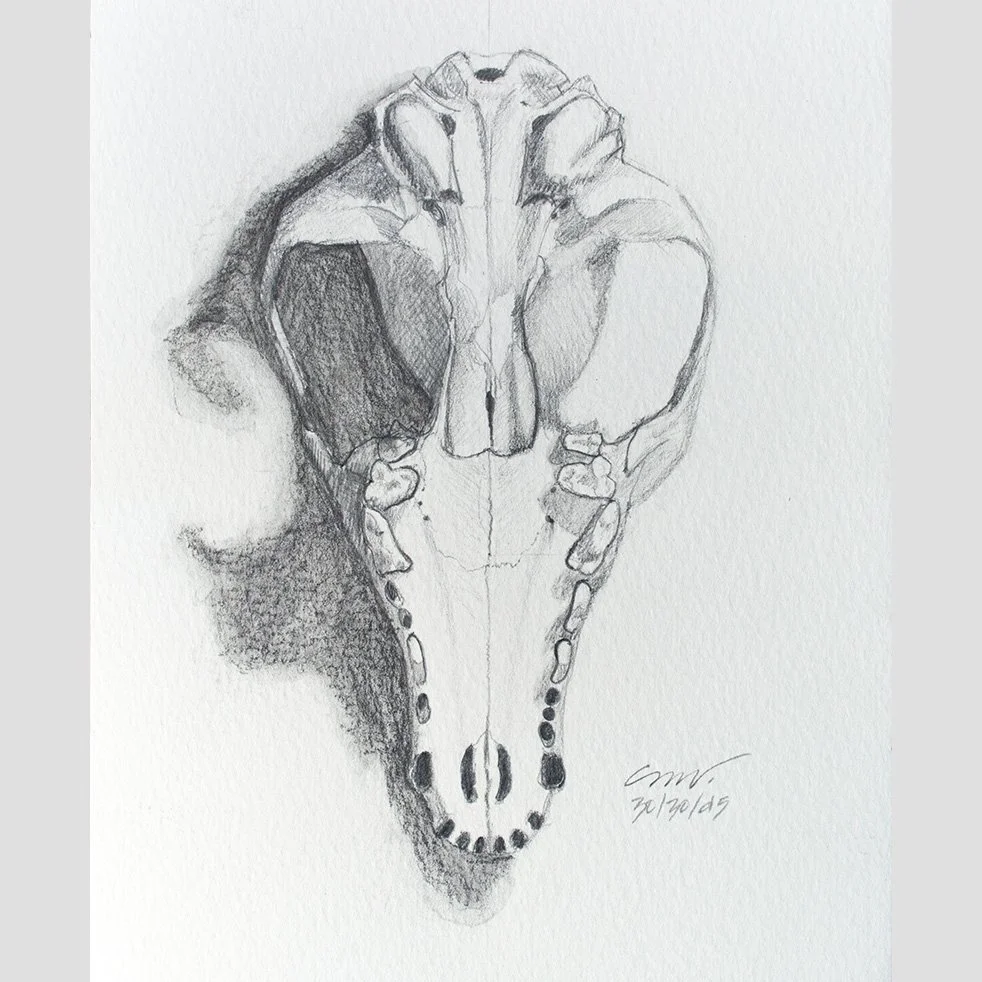 6 Artist Resources for Animal Skulls and Bones — Artist Christine
