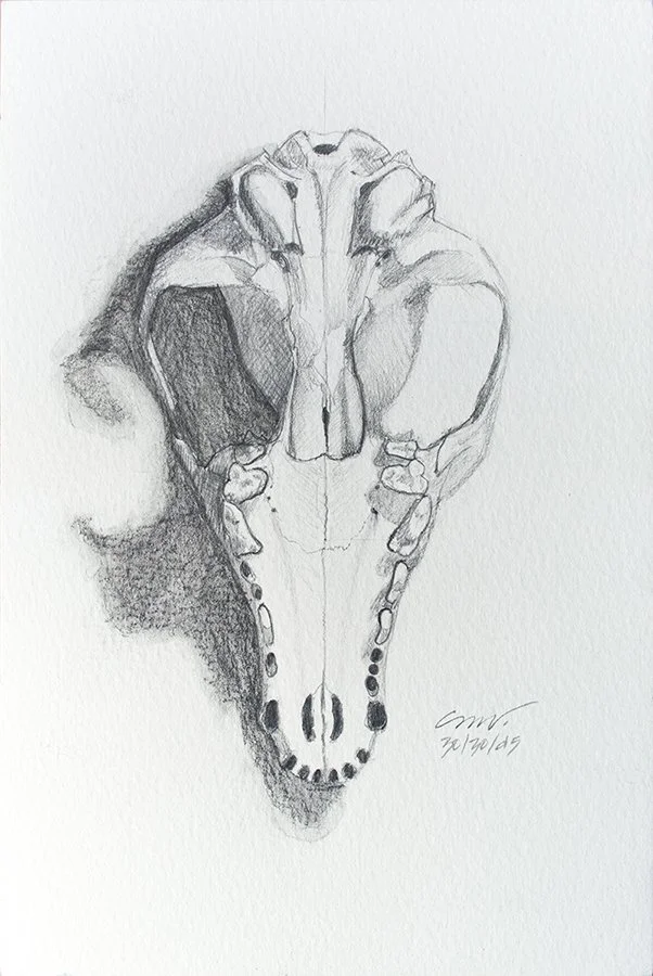 fox skull underside drawing