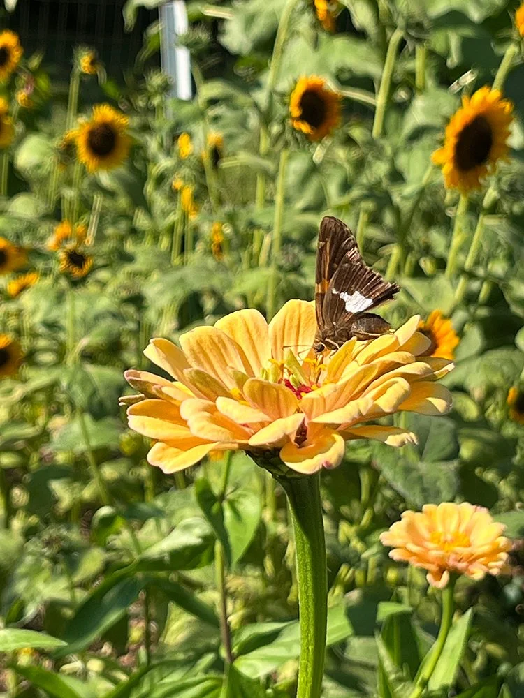A warm yellow zinnia with a silver-spotted skipper butterfly.