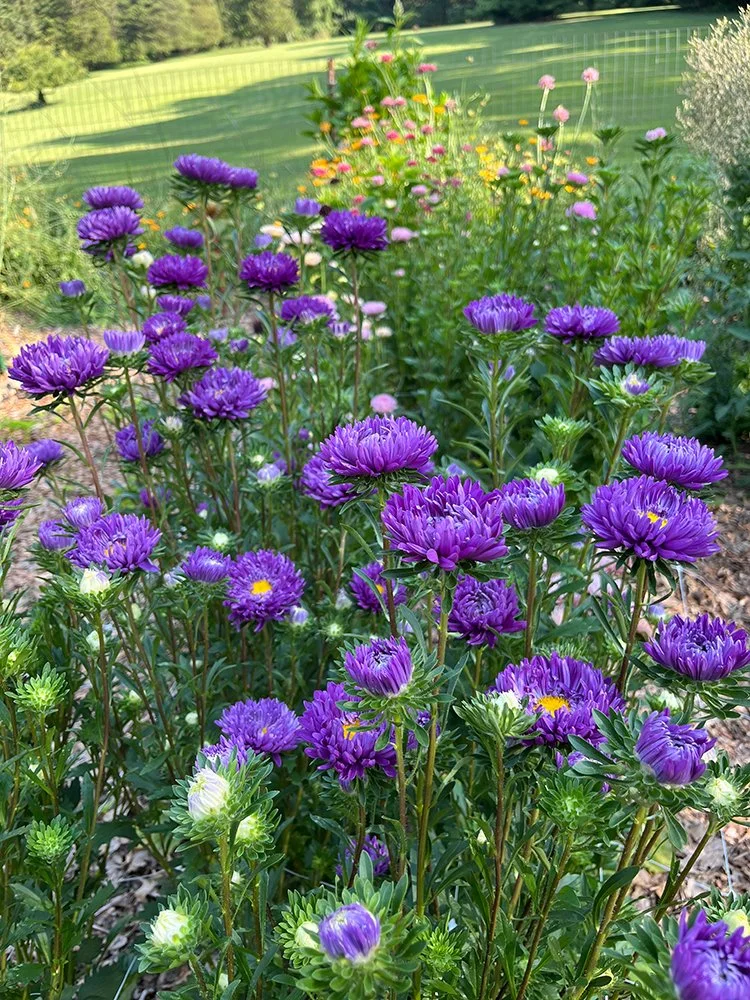 Purple Chinese asters blooming profusely in the artist's garden.
