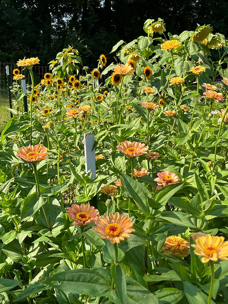 Christine Mercer-Vernon's garden during mid-summer with zinnias and sunflowers in full bloom