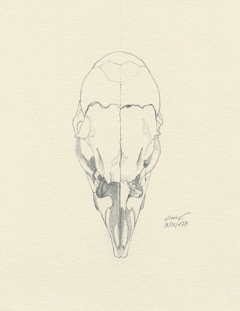 fawn skull line drawing