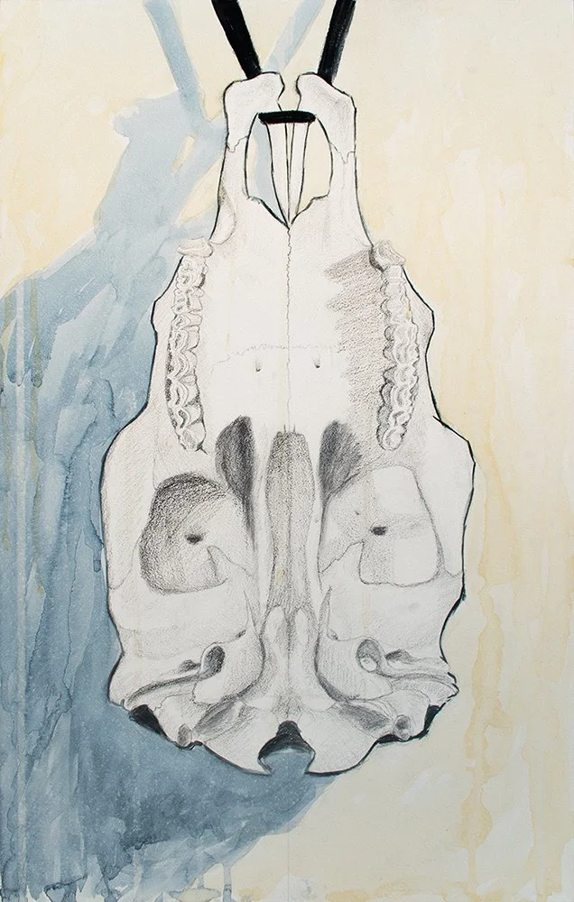 female cow skull watercolor and graphite painting