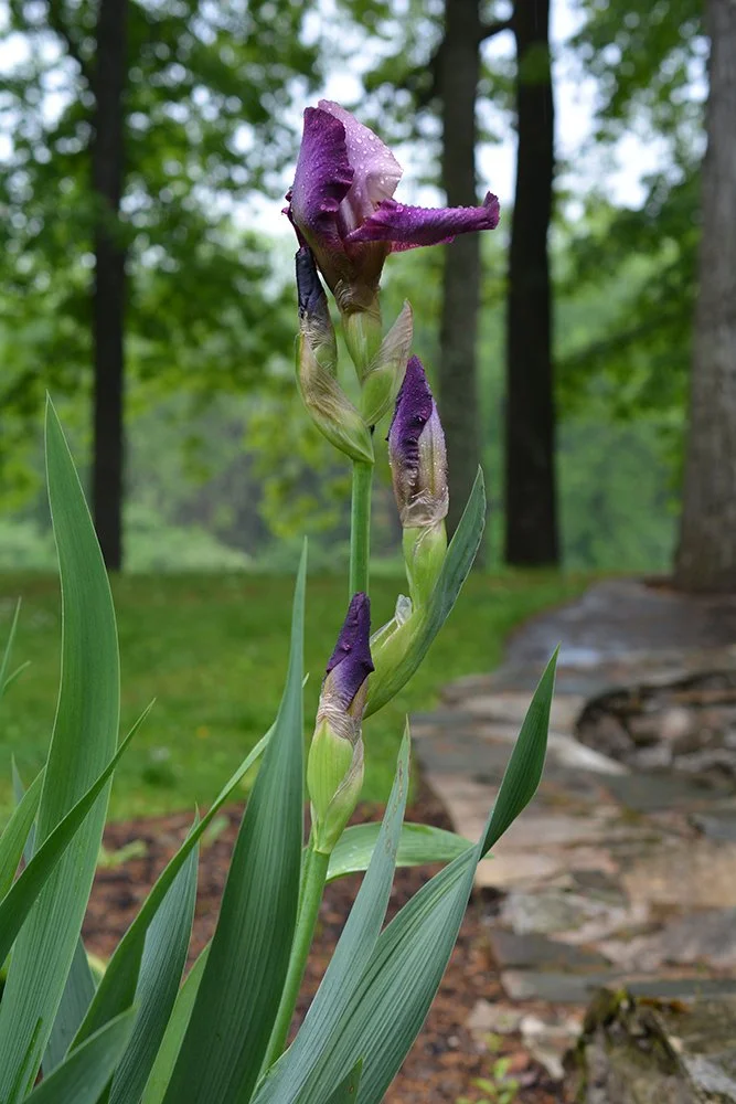 A purple bearded iris stem beginning to bloom that will be brought into the studio to paint.
