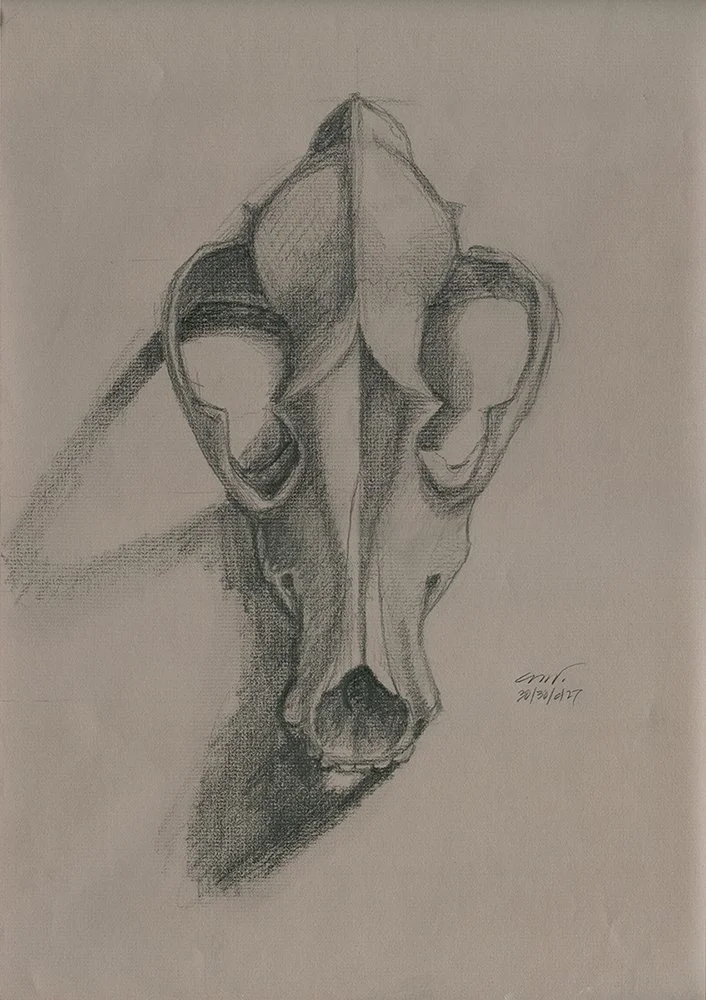 wolf skull graphite drawing