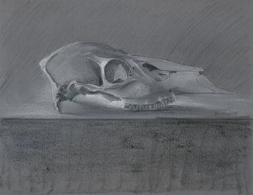 whitetail deer doe skull charcoal drawing