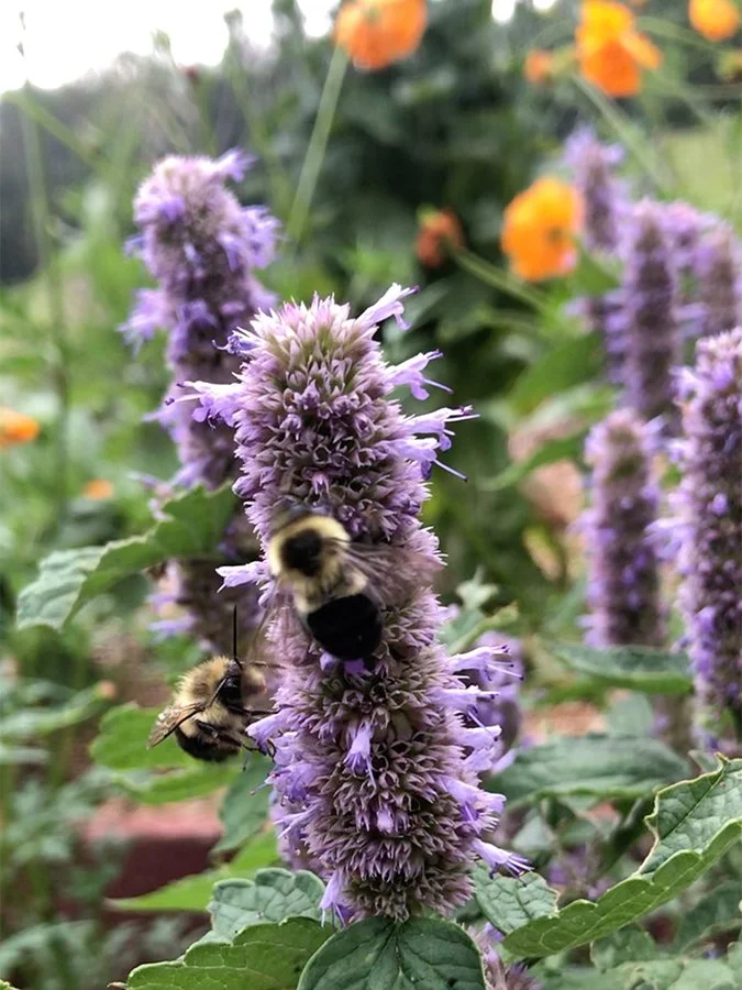 anise hyssop flowers reach tall with purple flowers while two bumble bees drink nectar