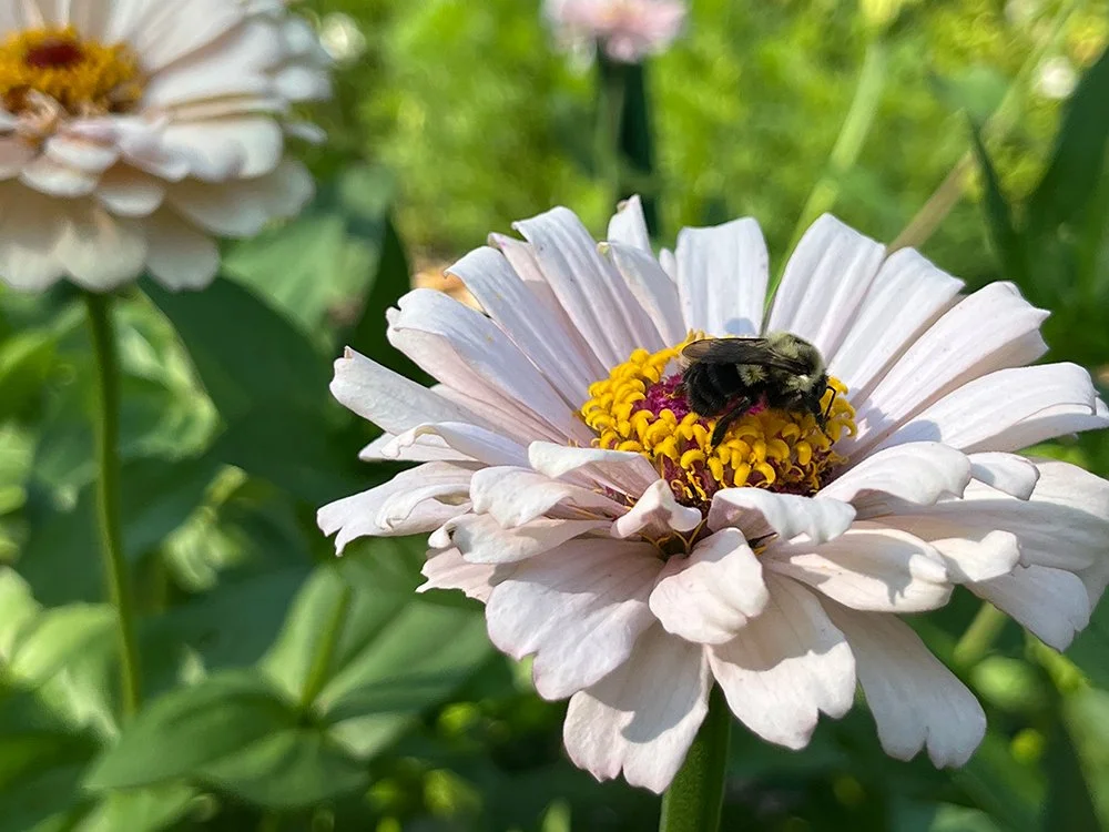 A pastel pink zinnia with a solitary bumblebee gathering pollen in the artist's garden.
