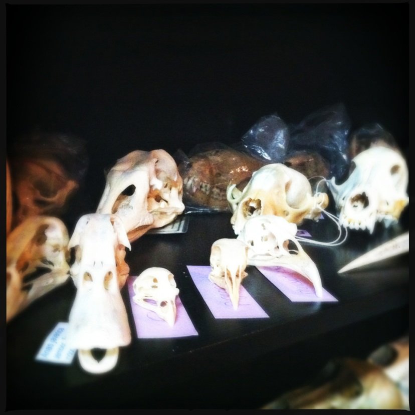 Various animal skulls, including large and small ones, displayed on black background with some on purple labels.