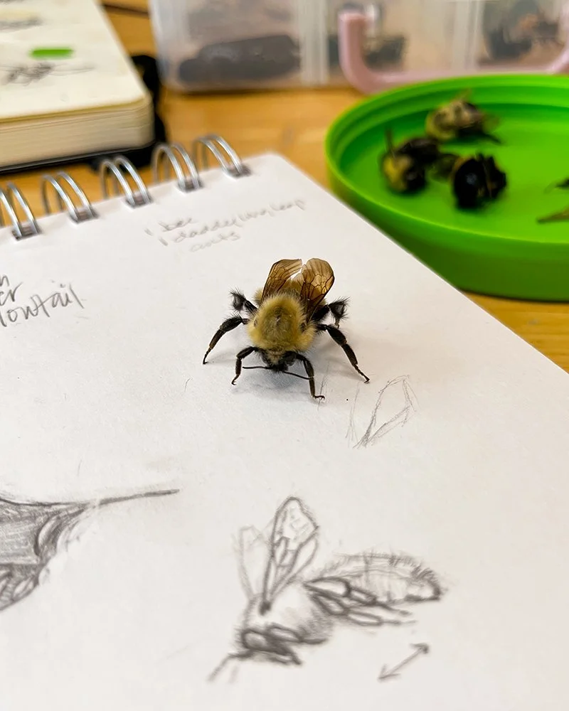 One of Christine Mercer-Vernon's deceased bee models resting on her sketchbook with drawings of bees.